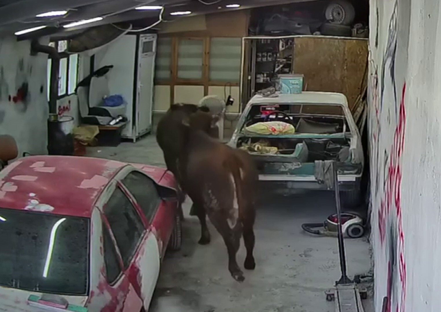 Ahırdan kaçan danalar oto tamirciyi bastı, o anlar kamerada
