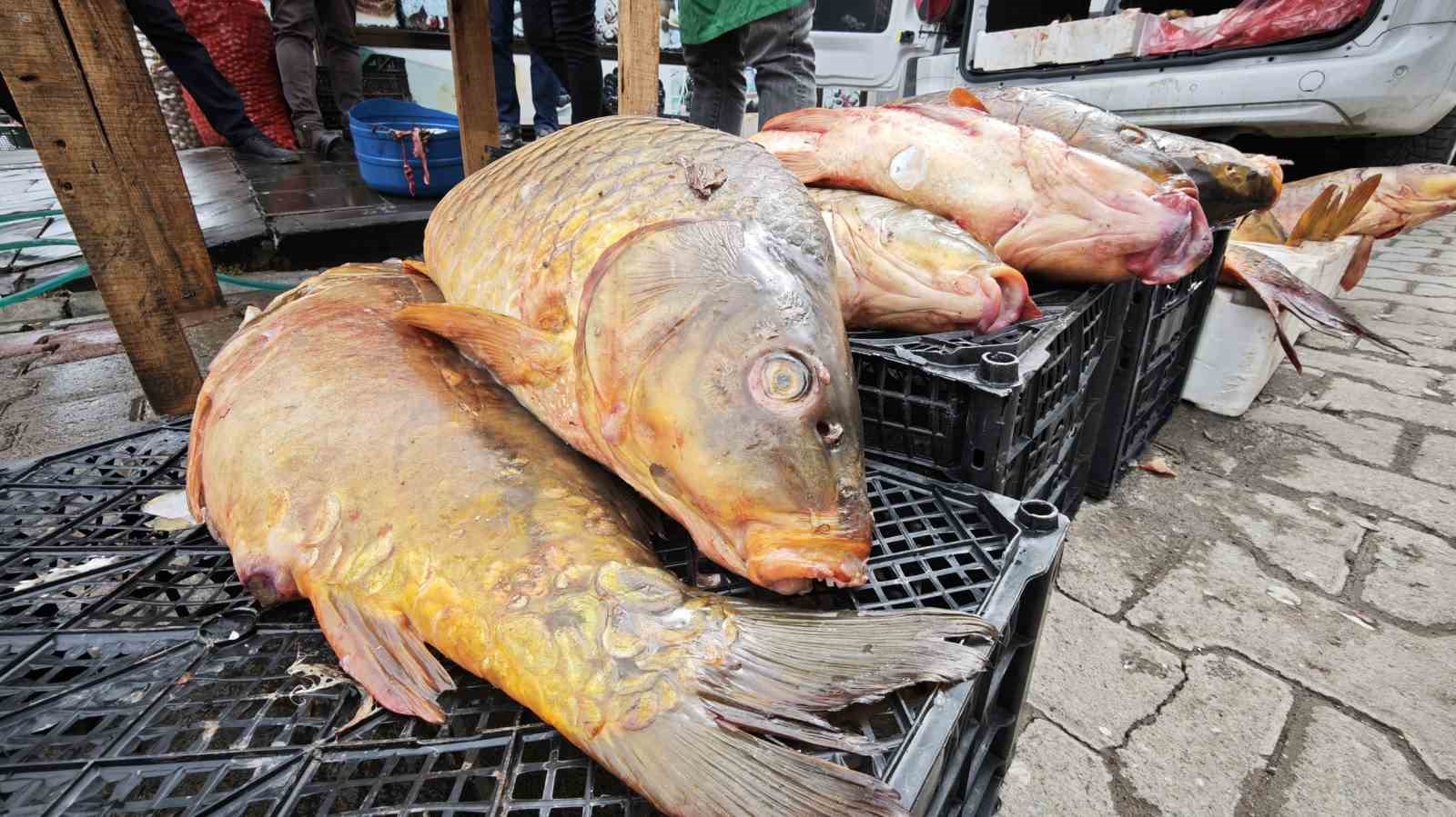 Ahlat’ta dev sazan balıklarına yoğun ilgi
