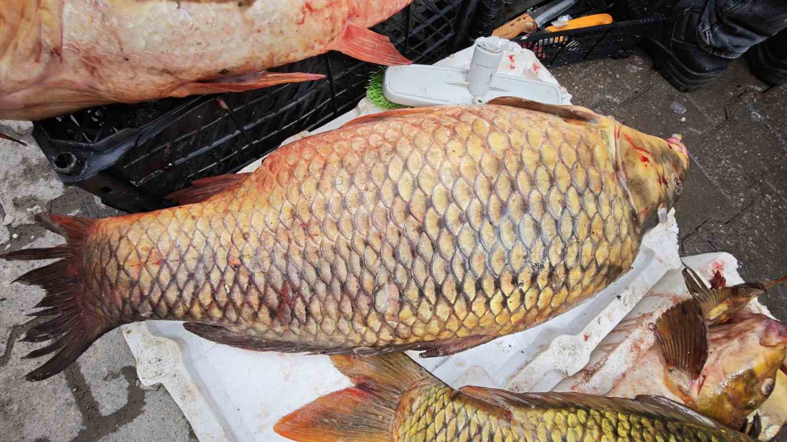 Ahlat’ta dev sazan balıklarına yoğun ilgi
