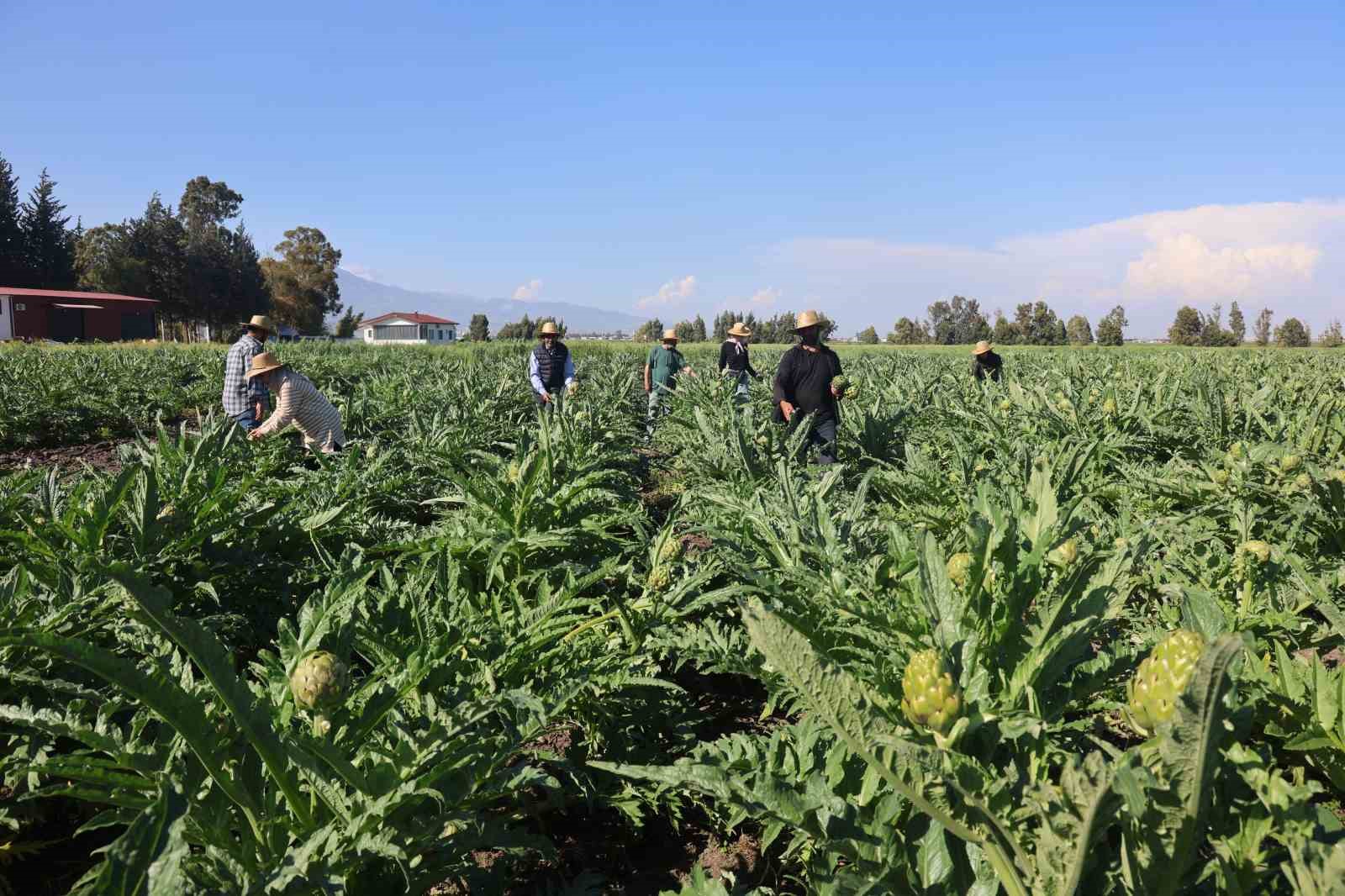 Akademisyen çiftçinin 7 yıl süren emekleriyle 120 dönüm alana yaydığı enginar üretiminde hasat başladı
