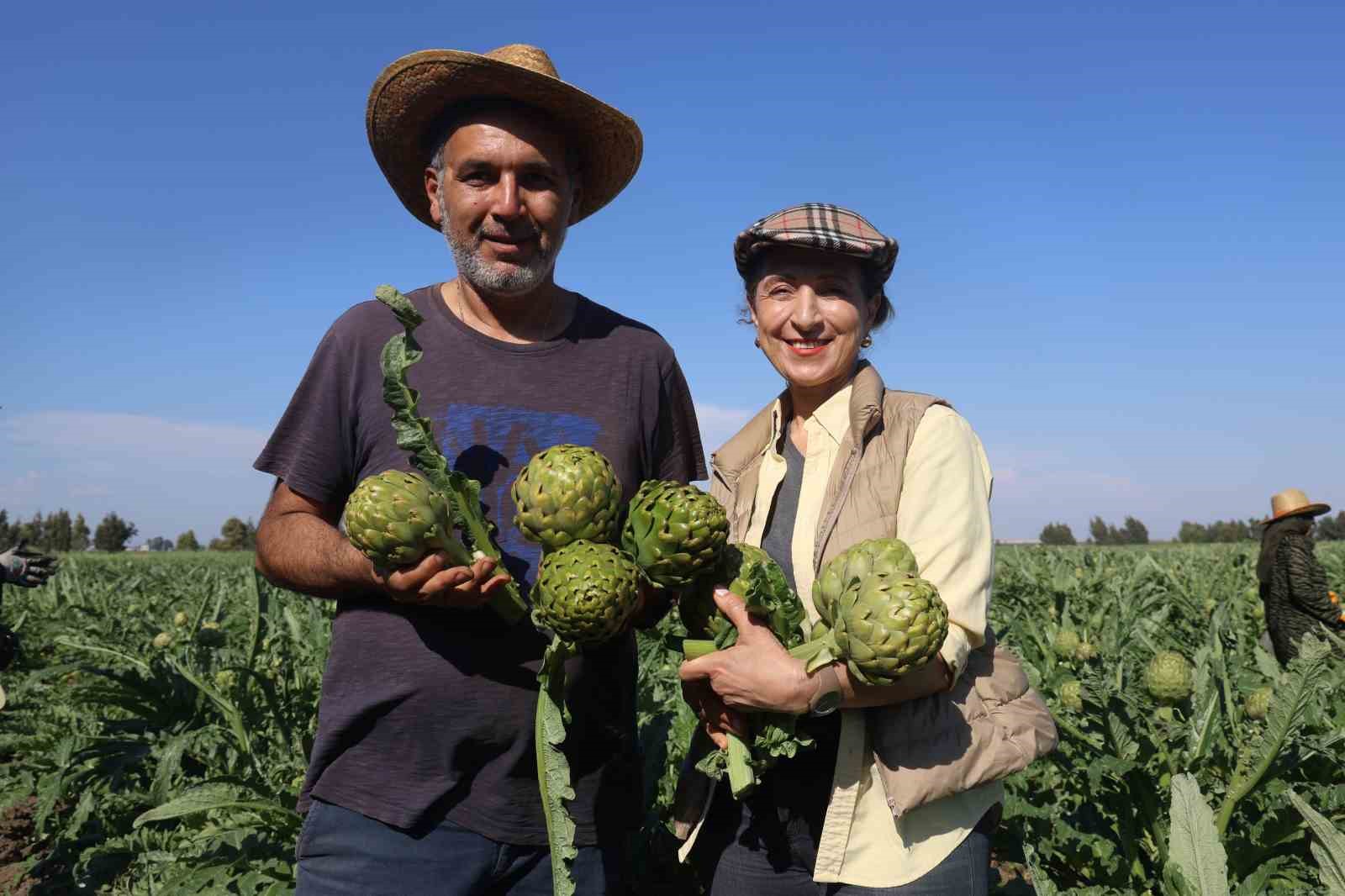 Akademisyen çiftçinin 7 yıl süren emekleriyle 120 dönüm alana yaydığı enginar üretiminde hasat başladı
