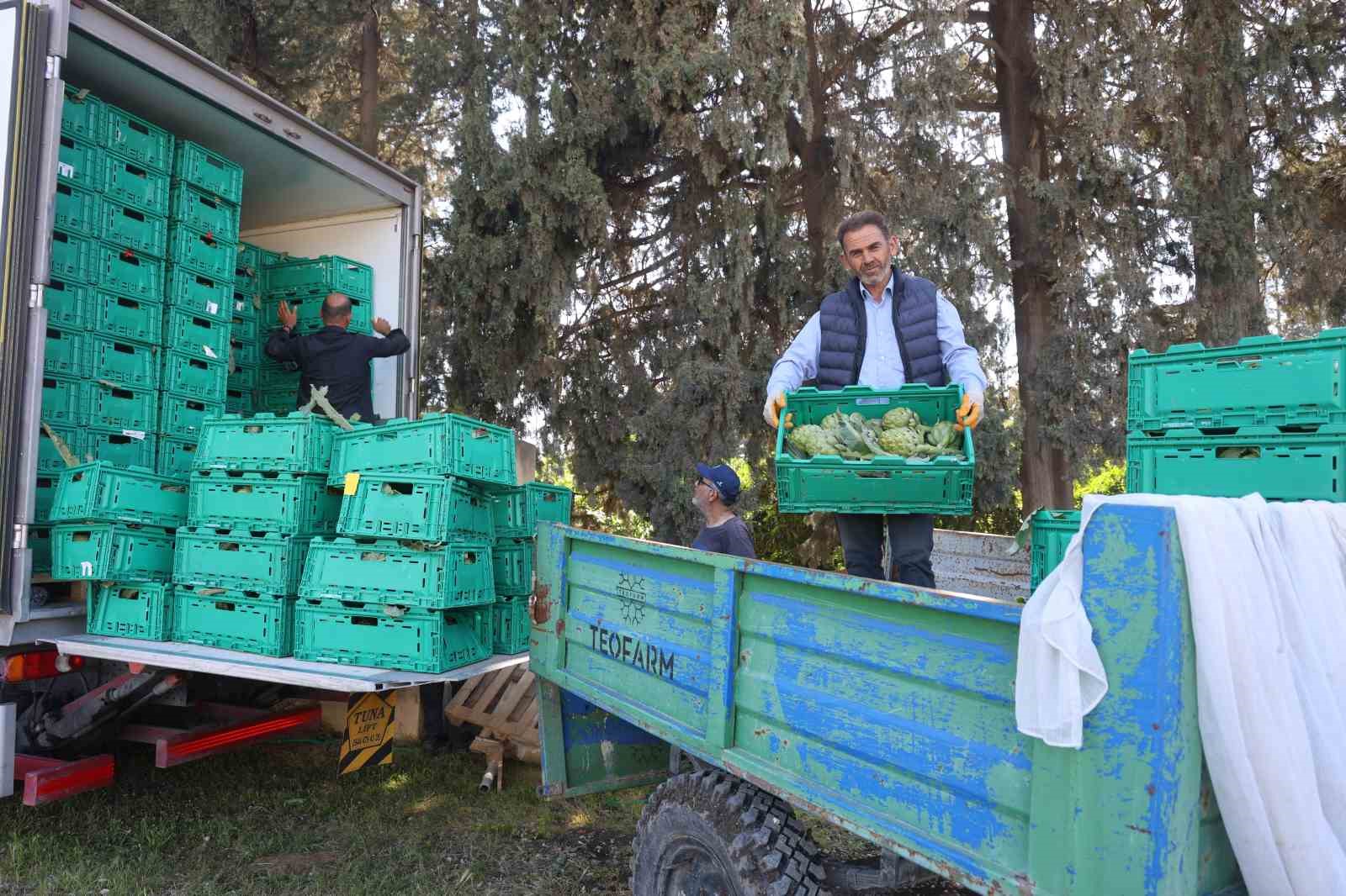 Akademisyen çiftçinin 7 yıl süren emekleriyle 120 dönüm alana yaydığı enginar üretiminde hasat başladı
