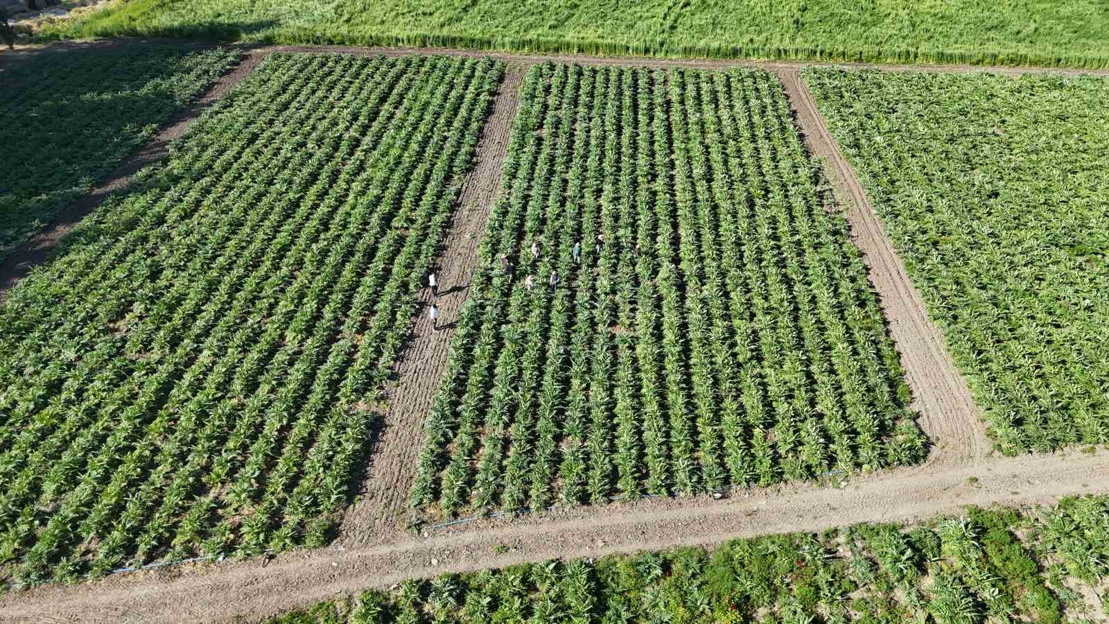 Akademisyen çiftçinin 7 yıl süren emekleriyle 120 dönüm alana yaydığı enginar üretiminde hasat başladı
