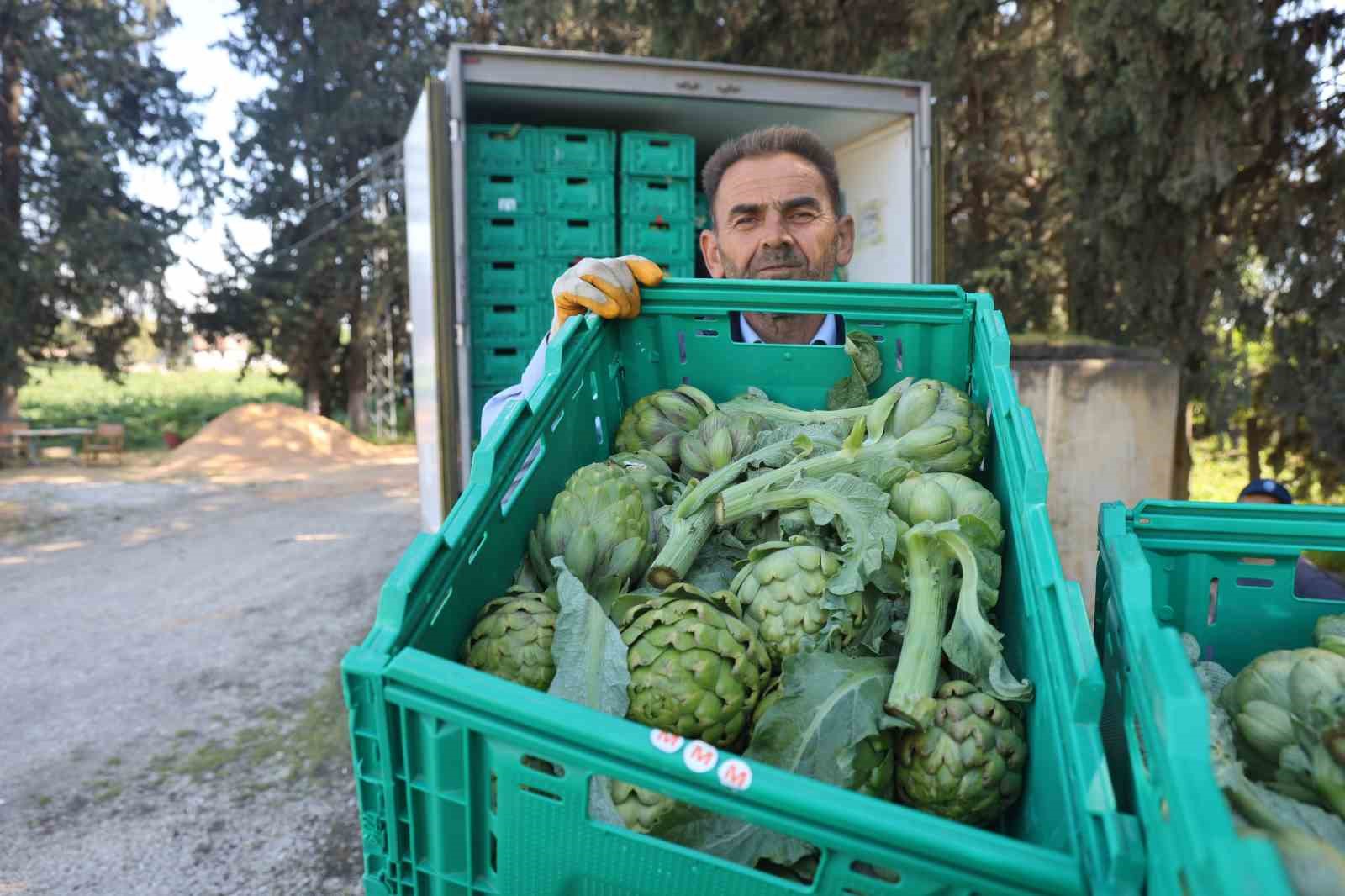 Akademisyen çiftçinin 7 yıl süren emekleriyle 120 dönüm alana yaydığı enginar üretiminde hasat başladı

