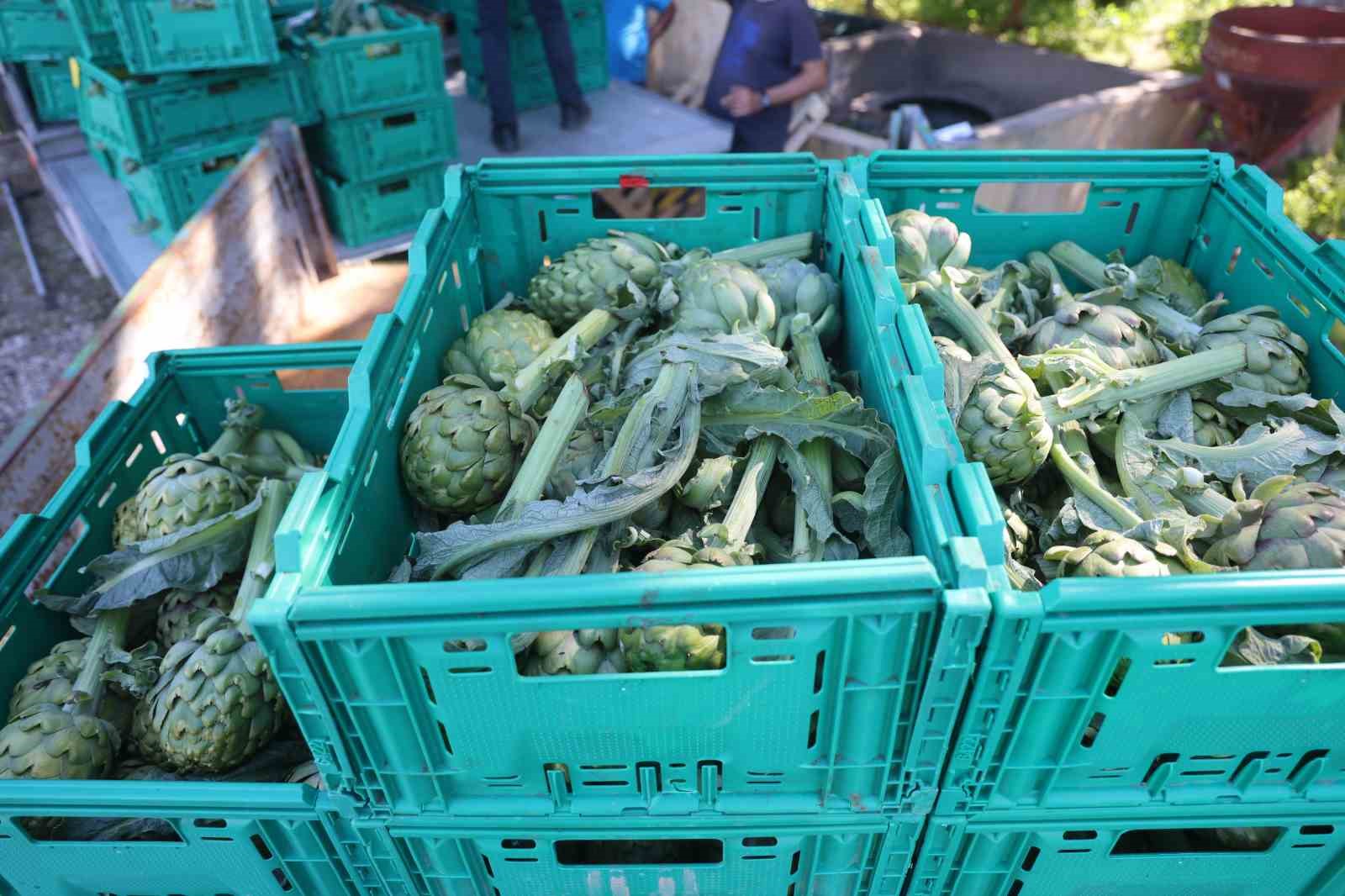 Akademisyen çiftçinin 7 yıl süren emekleriyle 120 dönüm alana yaydığı enginar üretiminde hasat başladı
