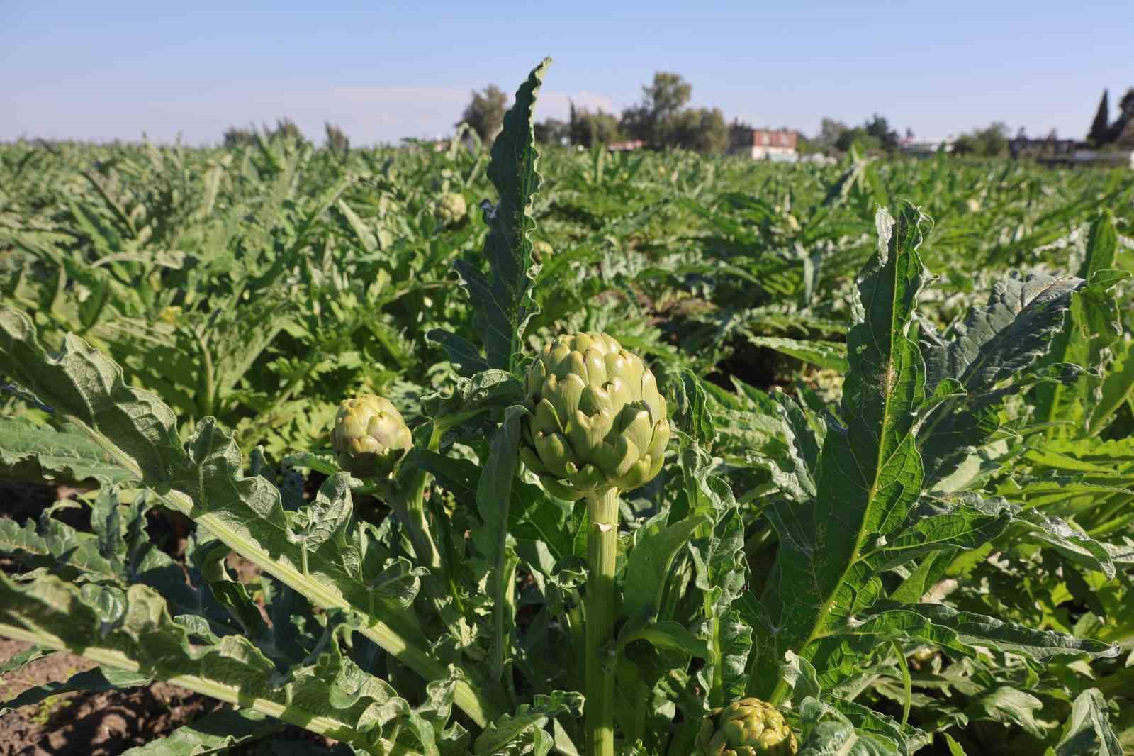 Akademisyen çiftçinin 7 yıl süren emekleriyle 120 dönüm alana yaydığı enginar üretiminde hasat başladı
