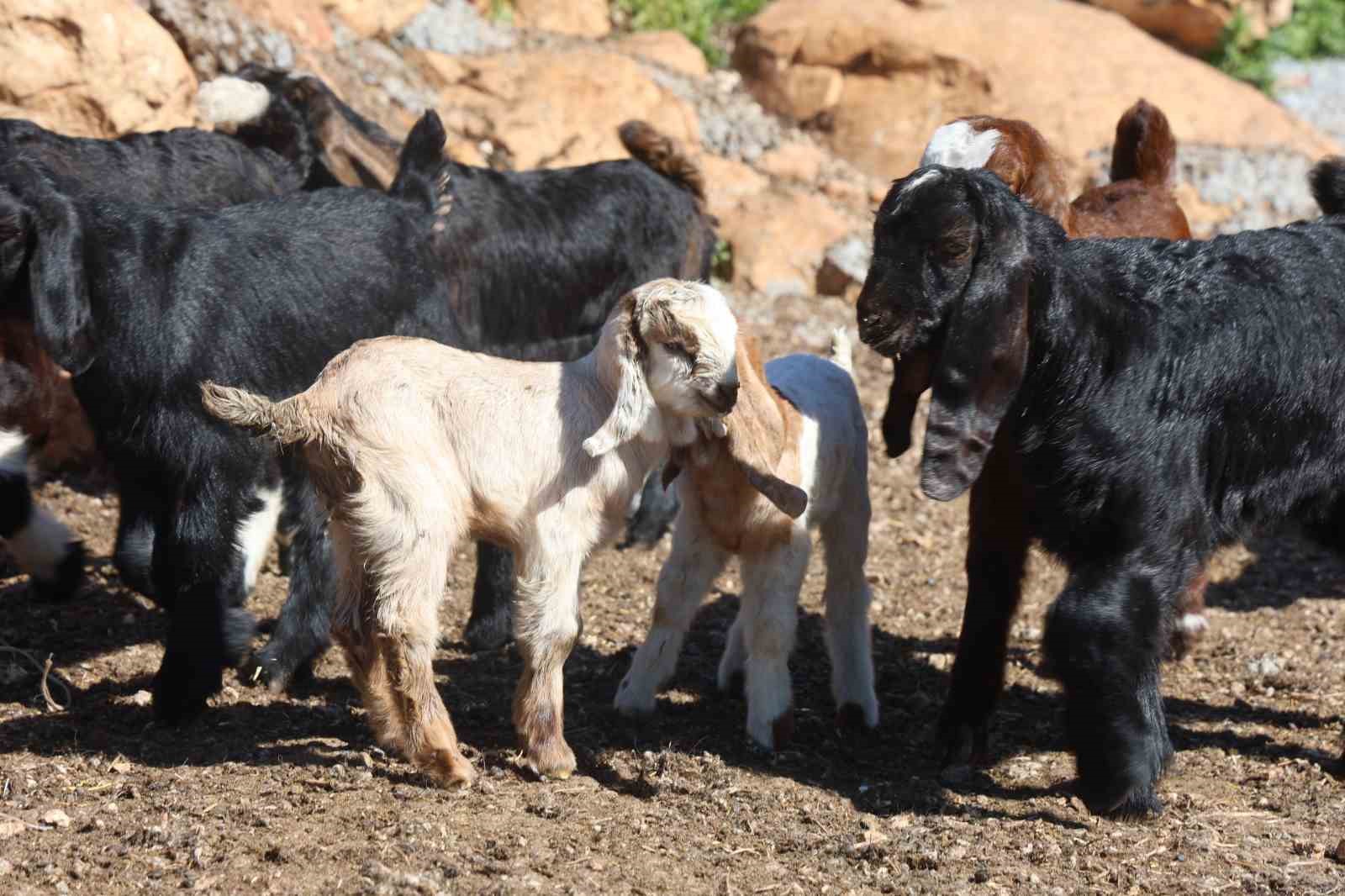 Akaryakıt karıştığı iddia edilen yağmur suyu birikintisinden içerek telef olan küçükbaş hayvanların yavrularını biberonla yaşatmaya çalışıyorlar
