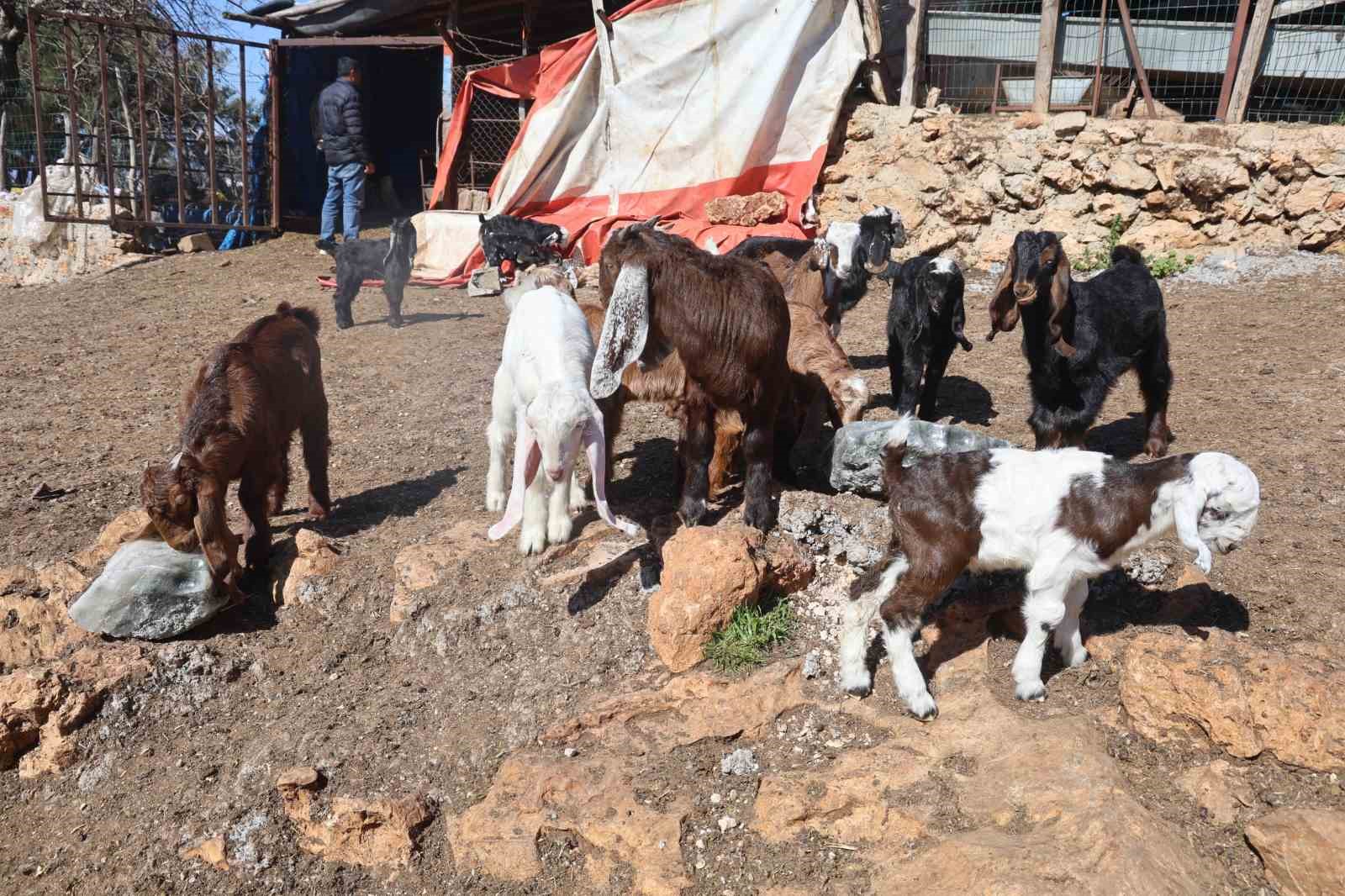 Akaryakıt karıştığı iddia edilen yağmur suyu birikintisinden içerek telef olan küçükbaş hayvanların yavrularını biberonla yaşatmaya çalışıyorlar
