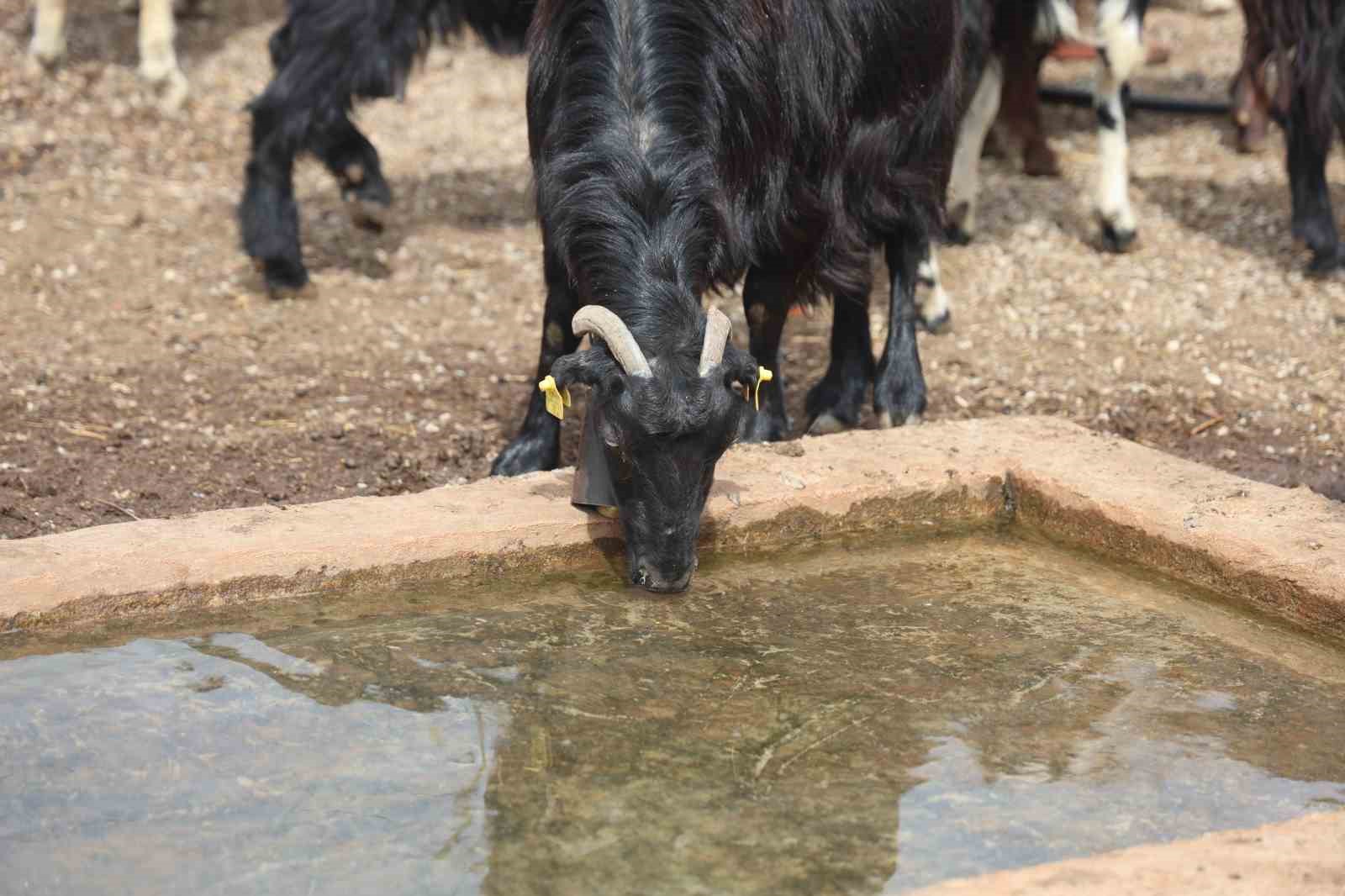 Akaryakıt karıştığı iddia edilen yağmur suyu birikintisinden su içen 43 küçükbaş hayvan telef oldu
