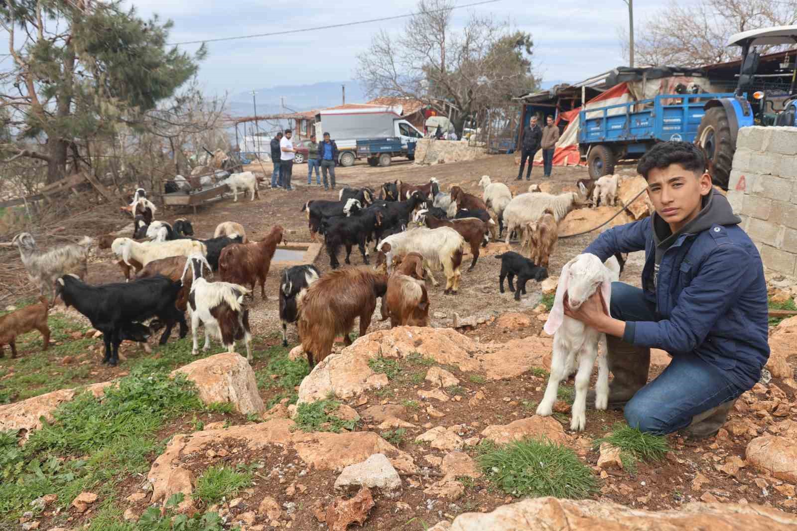 Akaryakıt karıştığı iddia edilen yağmur suyu birikintisinden su içen 43 küçükbaş hayvan telef oldu

