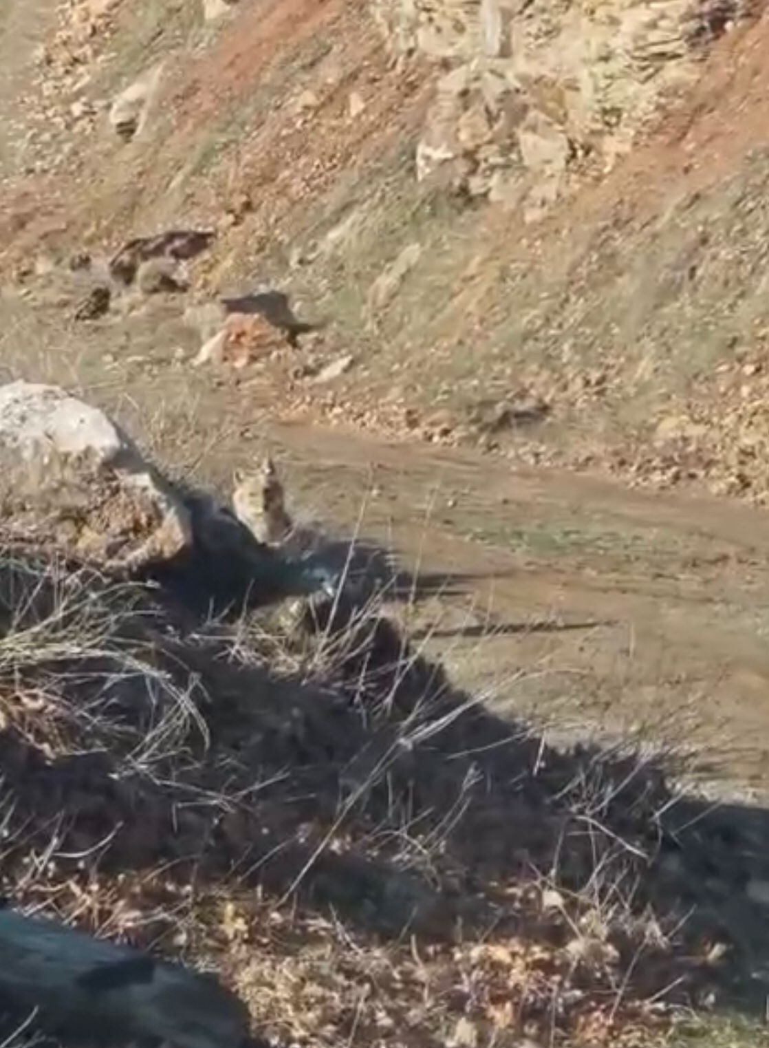 Akdağ’ın eteklerinde vaşak, kurt ve dağ keçisi peş peşe görüldü
