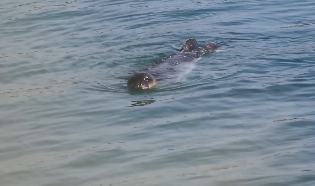 Akdeniz Fokları Bozyazı kıyılarında koruma altında
Akdeniz Fokları Bozyazı kıyılarında koruma altında