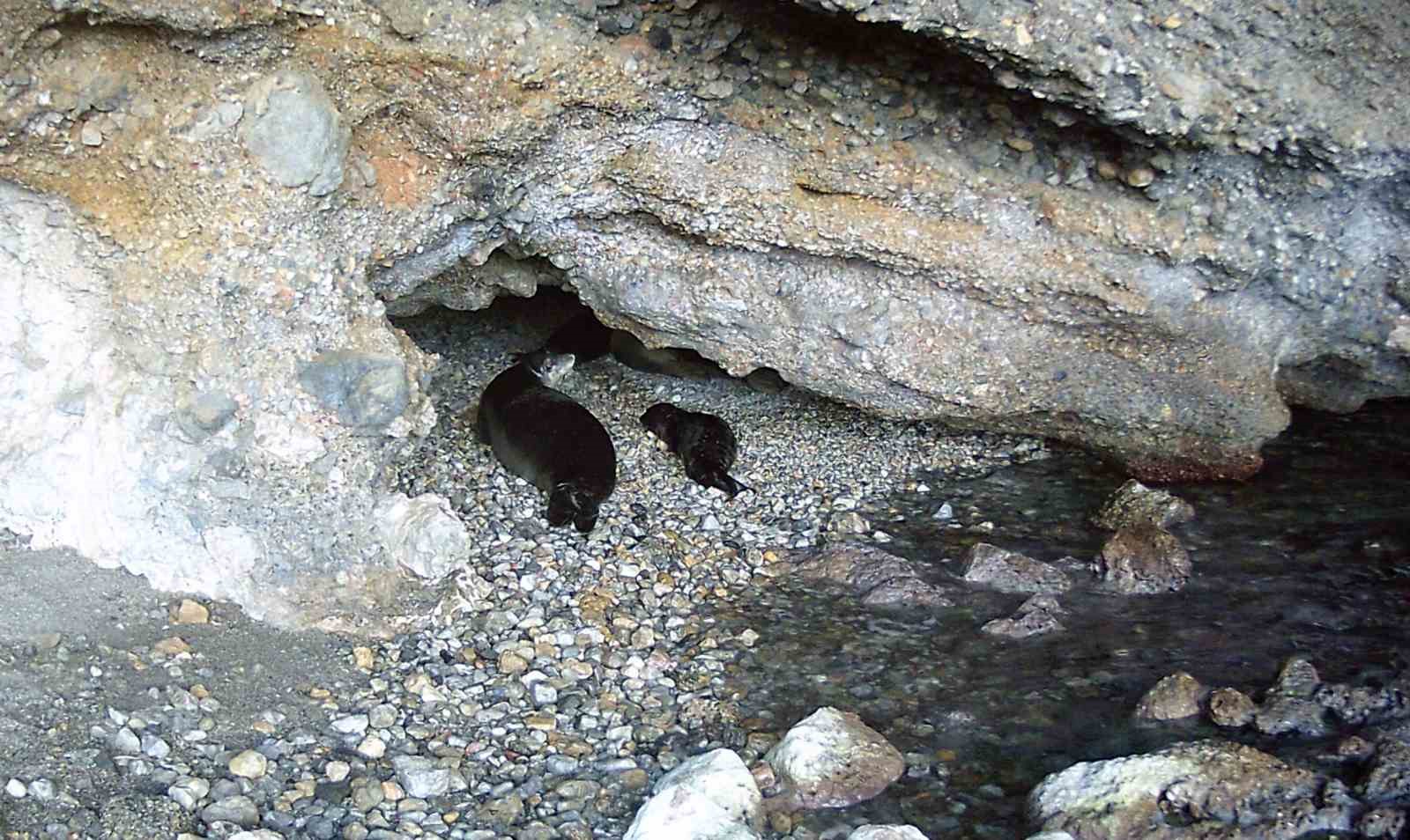 Akdeniz keşiş foku yaşam alanlarına insan baskısı
