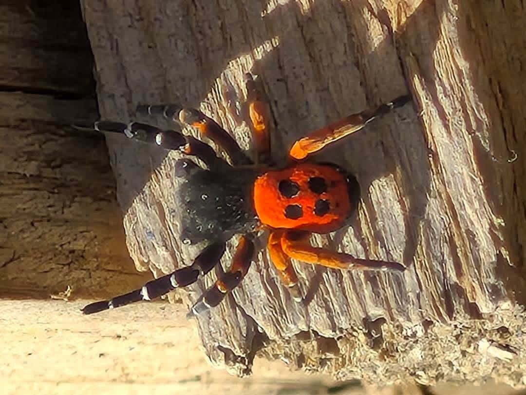 Akdeniz ve Orta Asya’nın nadir türü Elazığ’da ortaya çıktı
