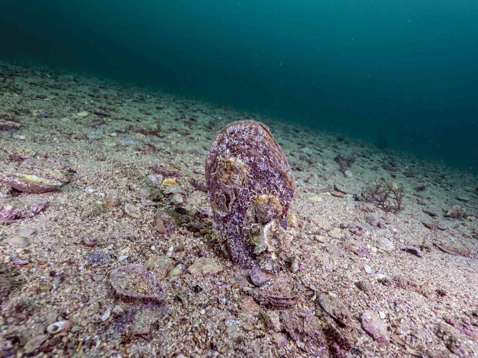 Akdeniz’de çok az kaldı, Tuzla’da umut verdi

