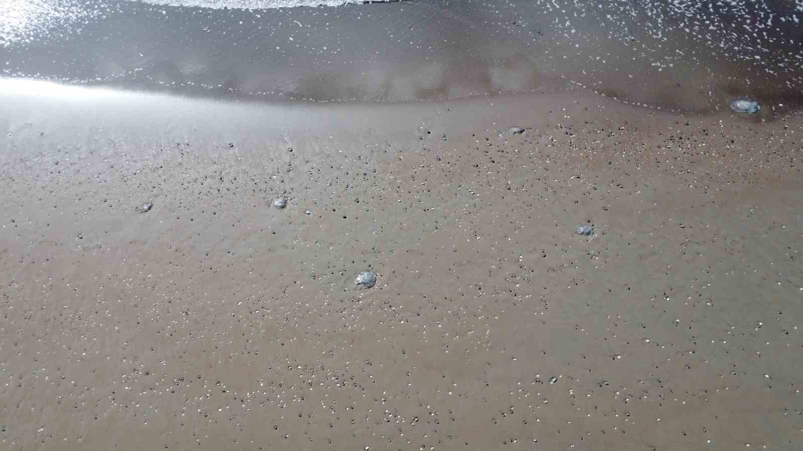 Akdeniz’deki zehirli denizanaları Mersin sahillerine vurdu
