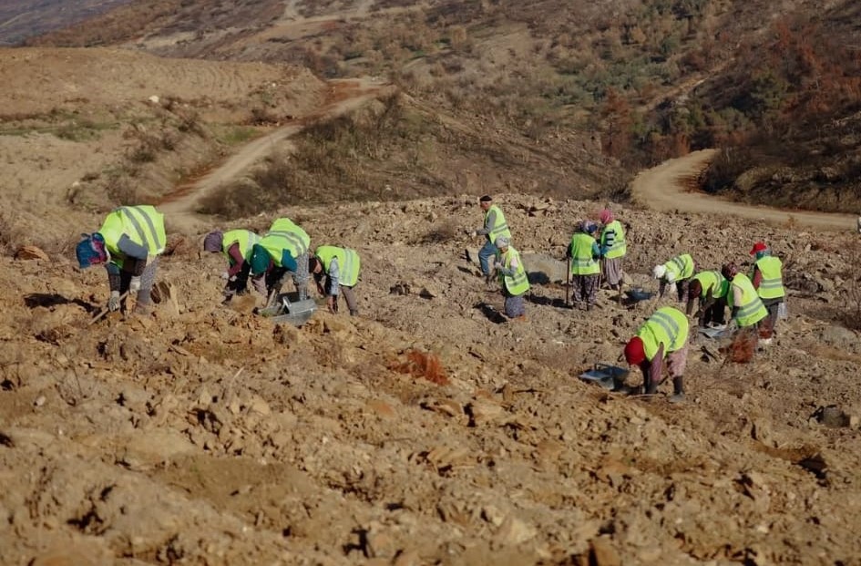 Akhisar’da yanan alanlar yeniden yeşeriyor: 2 milyon 325 bin fidan toprakla buluşacak
