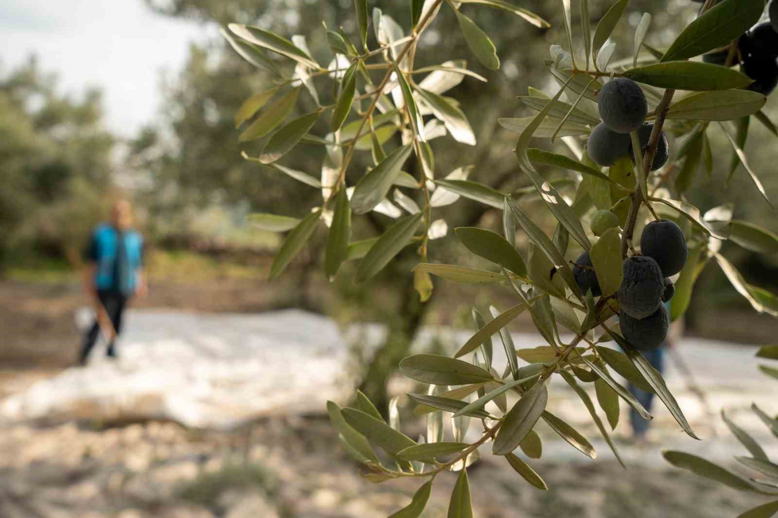 Akhisar’da zeytin için tarihi buluşma
