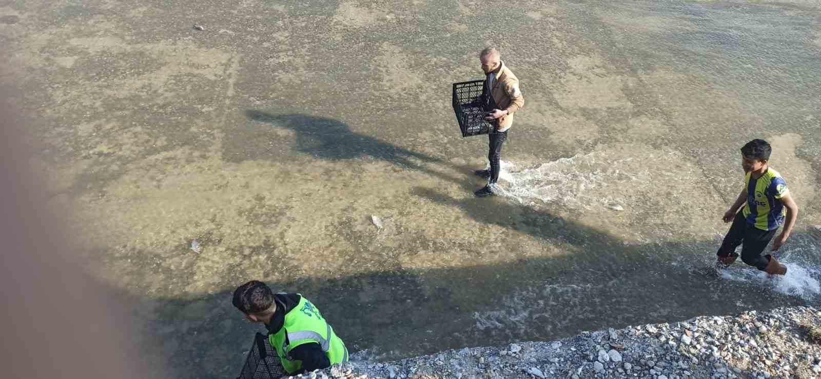 Akıntıya kapılan balıkları yakalamak için birbirleriyle yarıştılar
