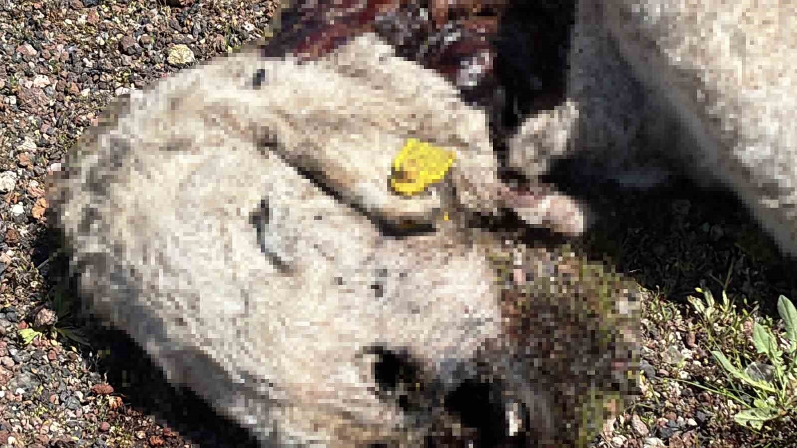 Aksaray’da ölen hayvanlarını araziye atanlara 390 bin lira ceza
