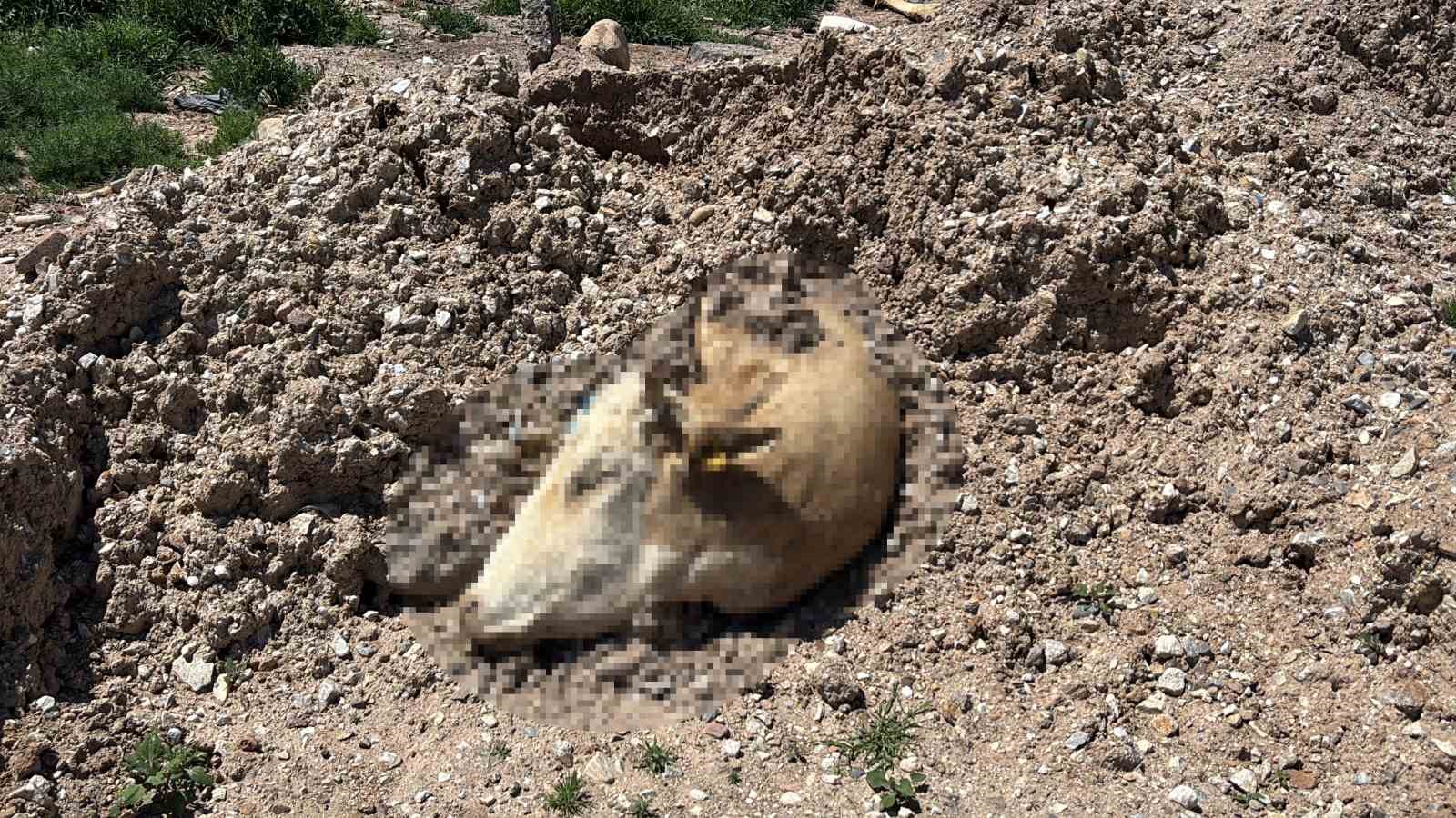 Aksaray’da ölen hayvanlarını araziye atanlara 390 bin lira ceza
