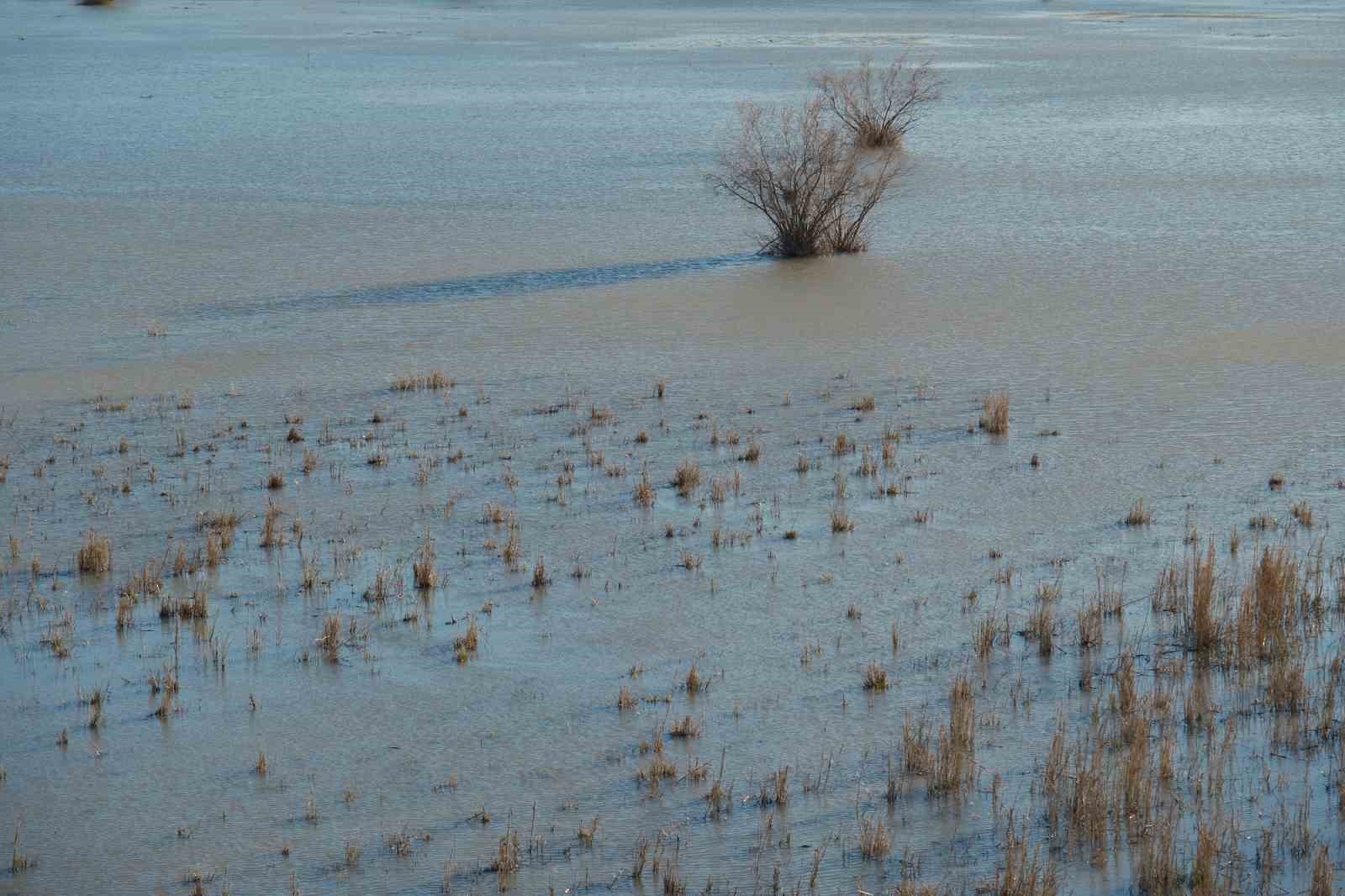 Akşehir Gölü’nde yıllardır görülmeyen oldu
Akşehir Gölü’nde yıllardır görülmeyen oldu
