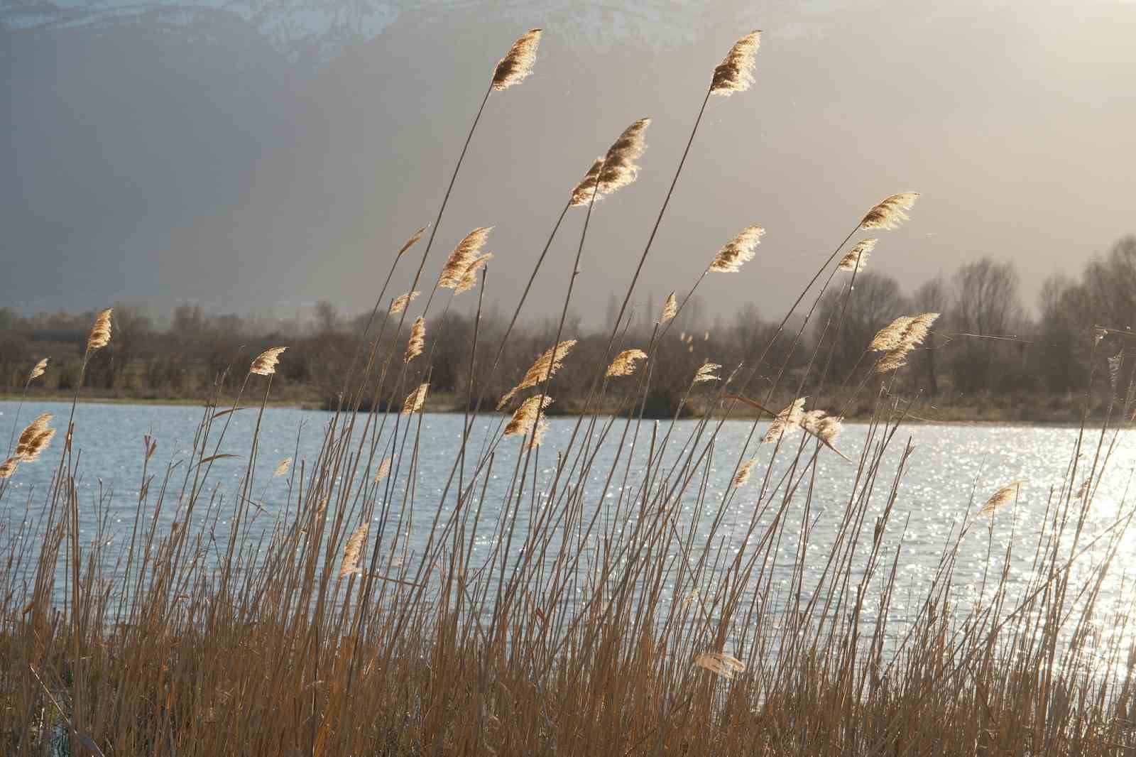 Akşehir Gölü’nde yıllardır görülmeyen oldu
Akşehir Gölü’nde yıllardır görülmeyen oldu