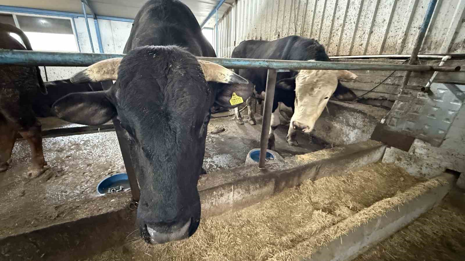 Aksiliklerinden kantara çıkamıyorlar: 4 yaşındaki dev tosunları gören bir daha bakıyor
