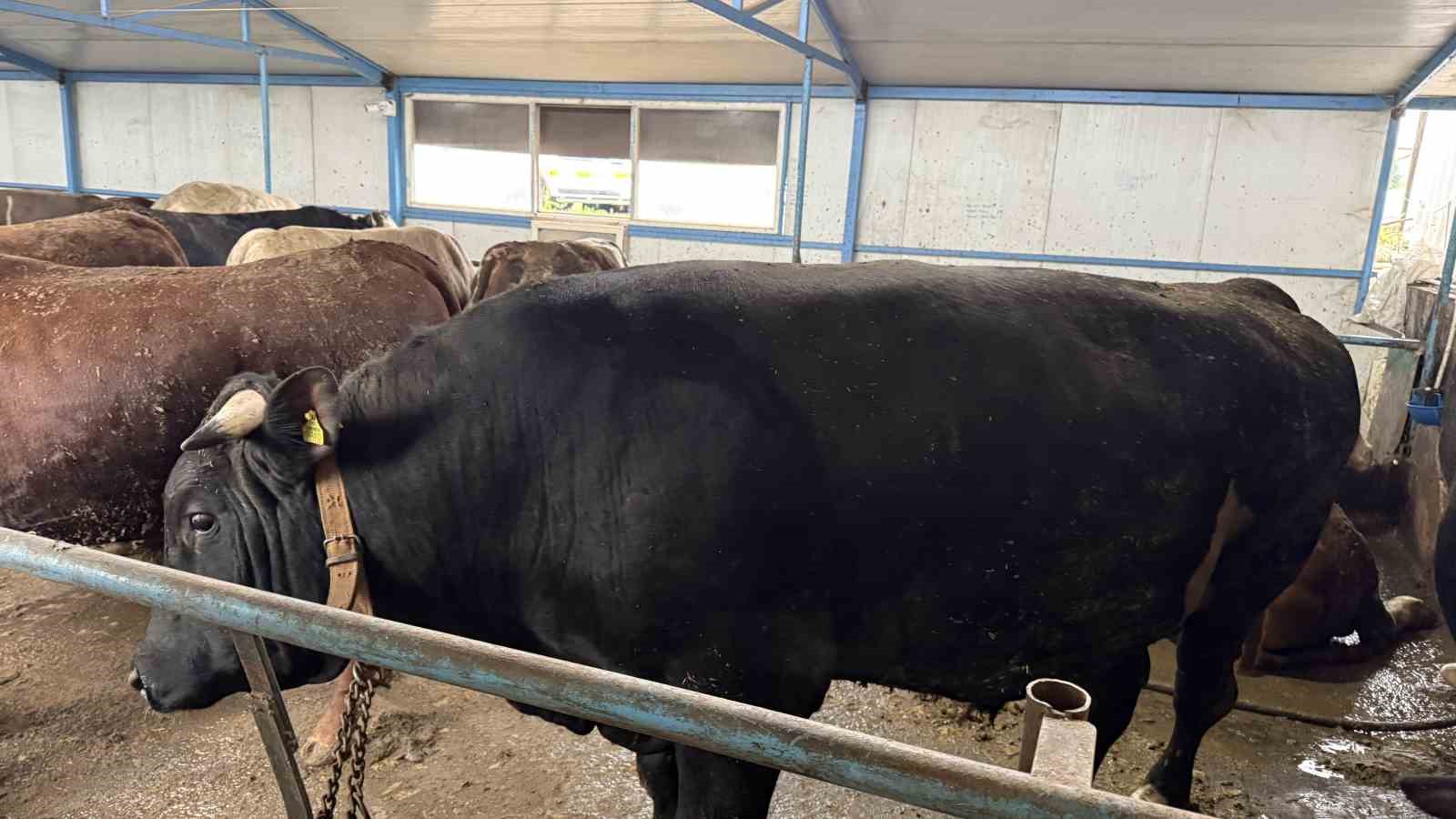 Aksiliklerinden kantara çıkamıyorlar: 4 yaşındaki dev tosunları gören bir daha bakıyor
