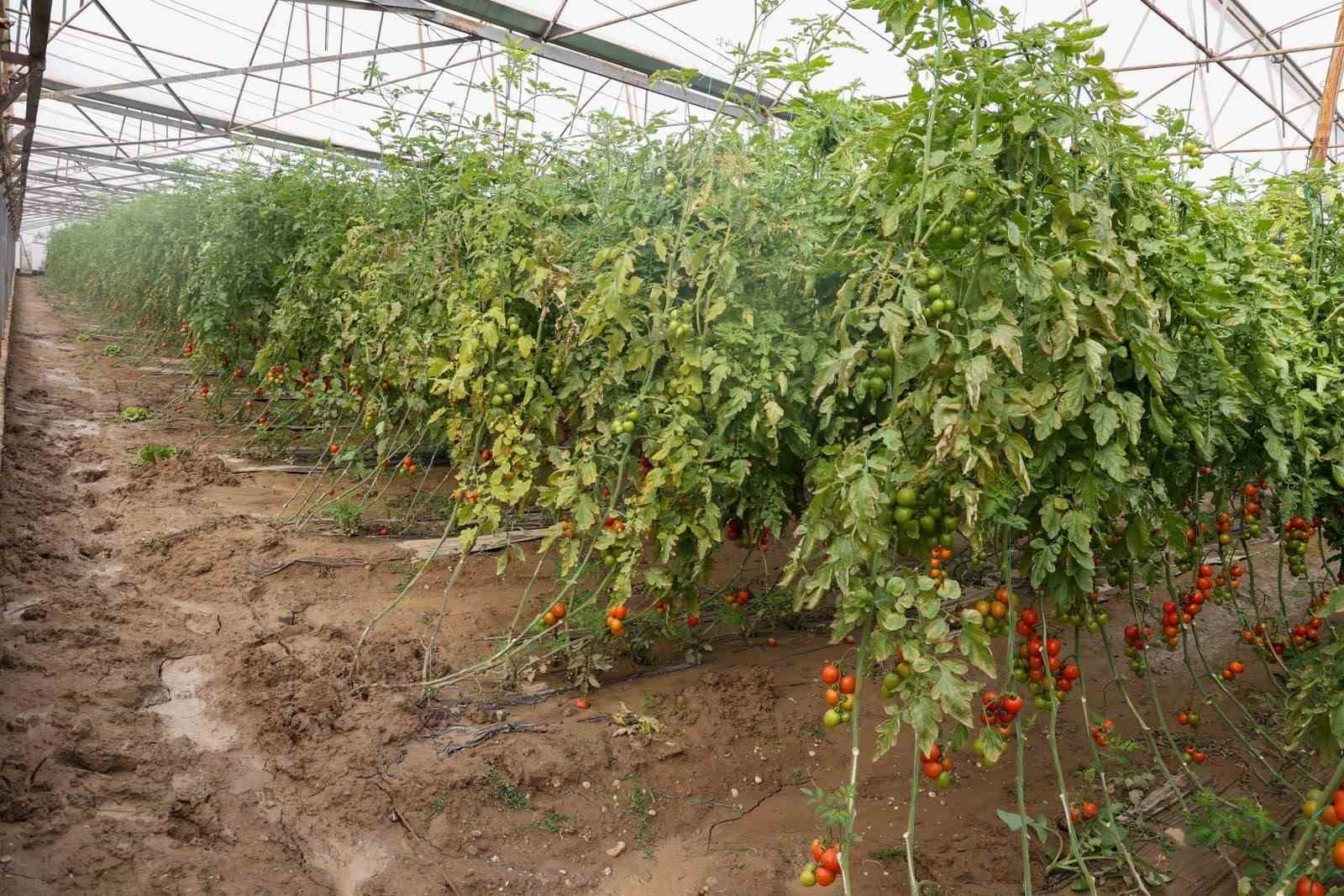 Aksu’da afetten zarar gören seralarda hasar tespiti yapıldı
