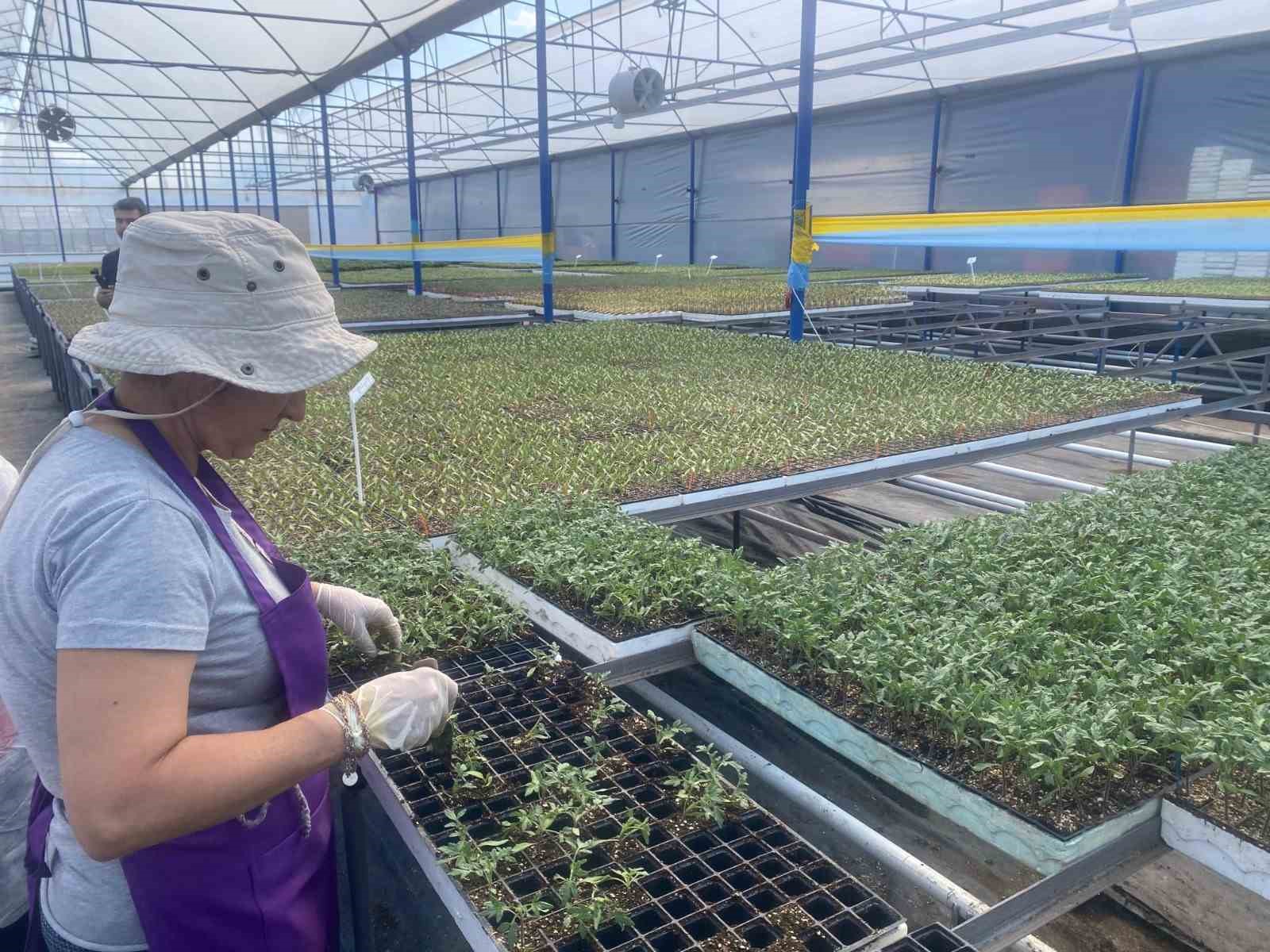 Aksu’da örtü altı tarımda yıllık yaklaşık 370 bin tonluk rekoltenin tamamı kadın çiftçilerin emeğiyle üretiliyor
