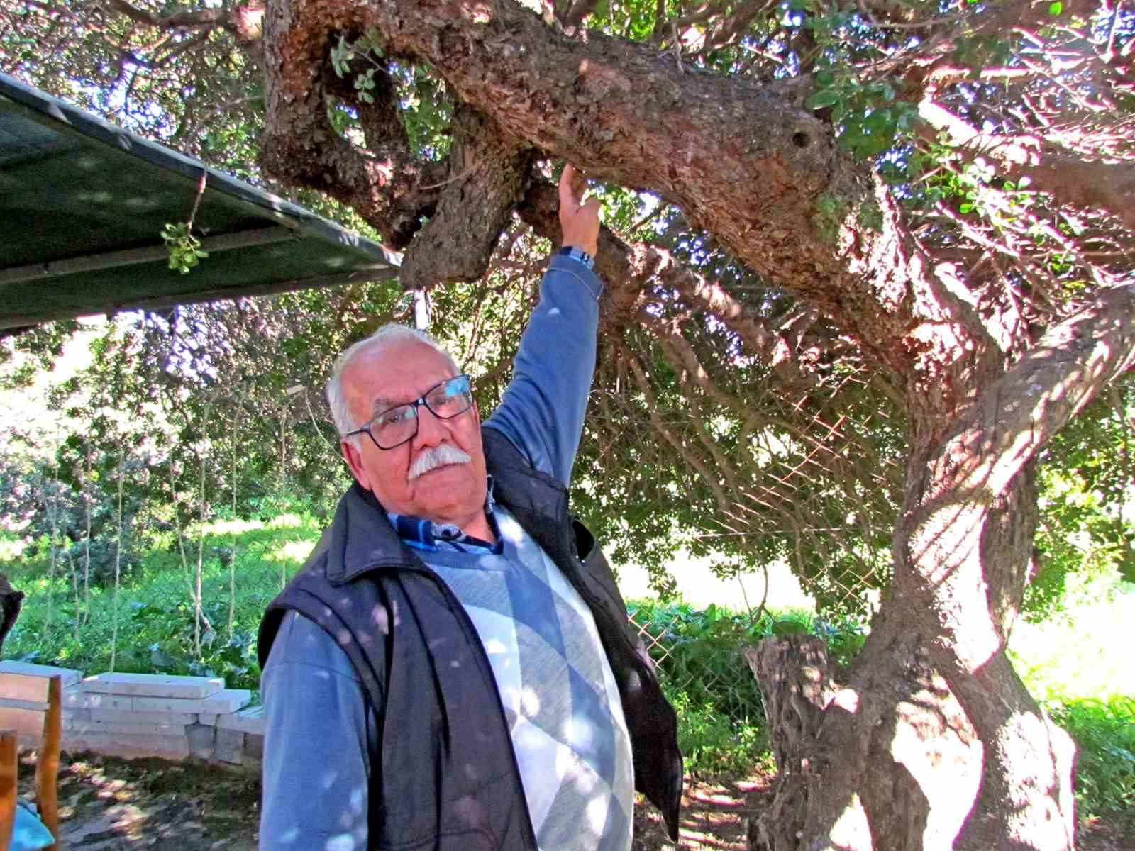 Alaçatı’da, sakızın 70 yıllık geçmişini anlattılar
