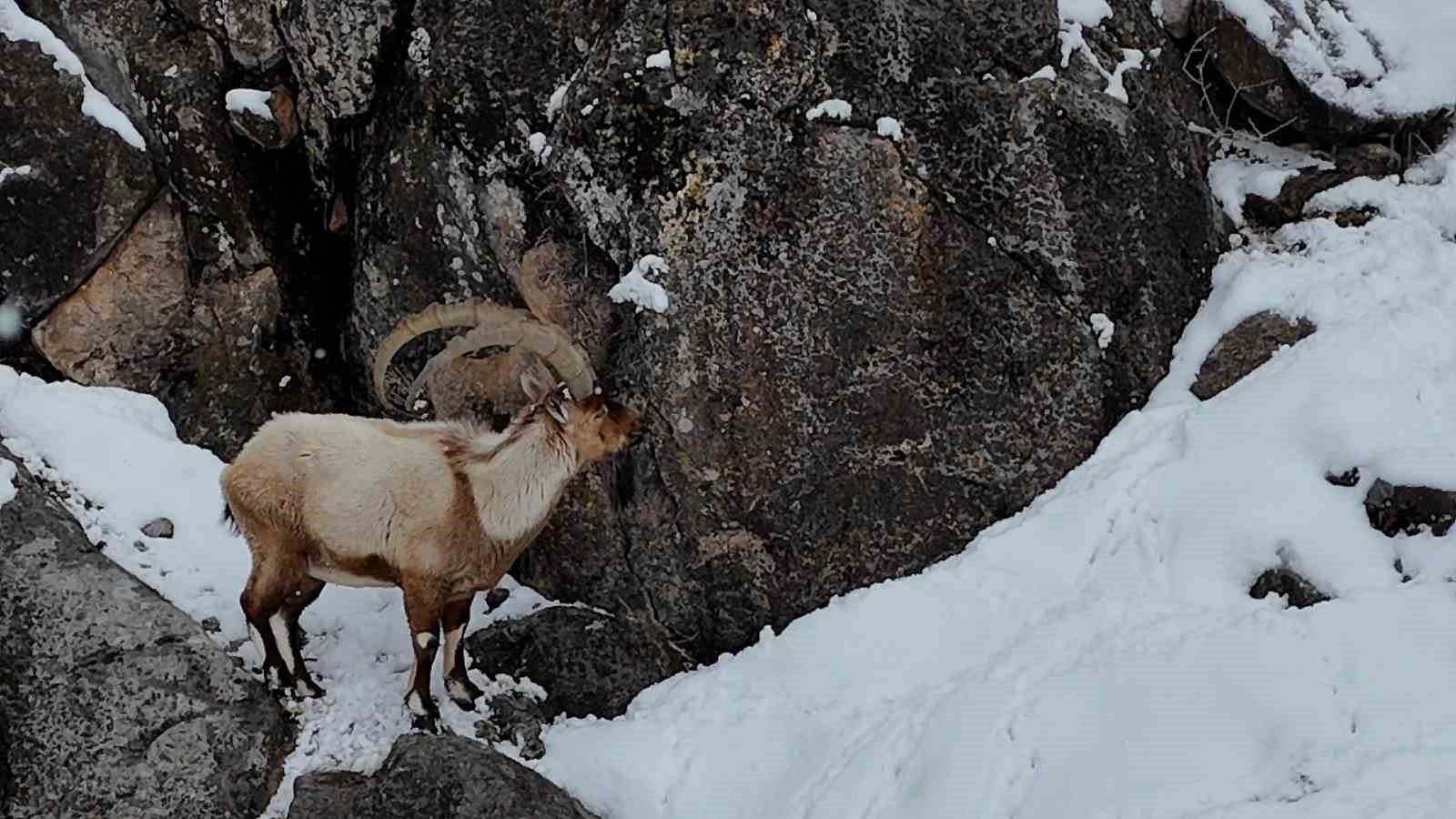 Aladağlar’da kartpostallık kış manzarası: Dağ keçileri dron ile görüntülendi
