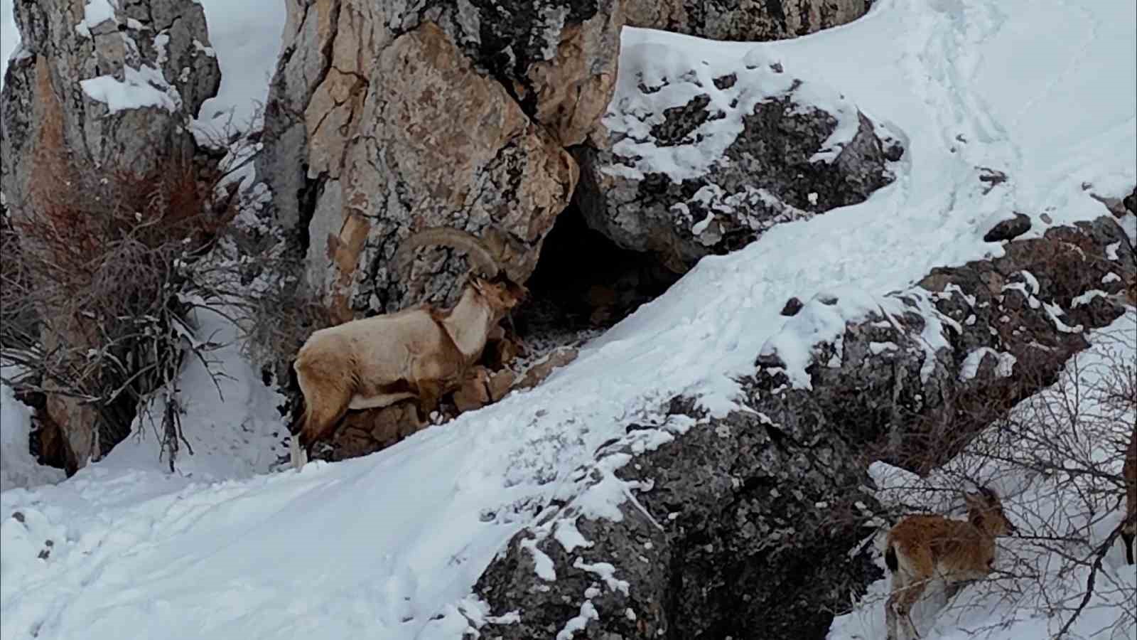 Aladağlar’da kartpostallık kış manzarası: Dağ keçileri dron ile görüntülendi
