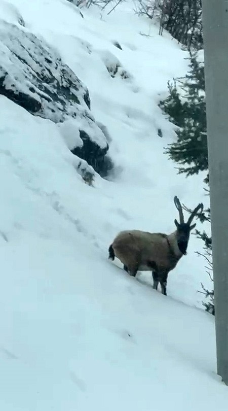 Aladağlar’da yaban hayatı görüntülendi
