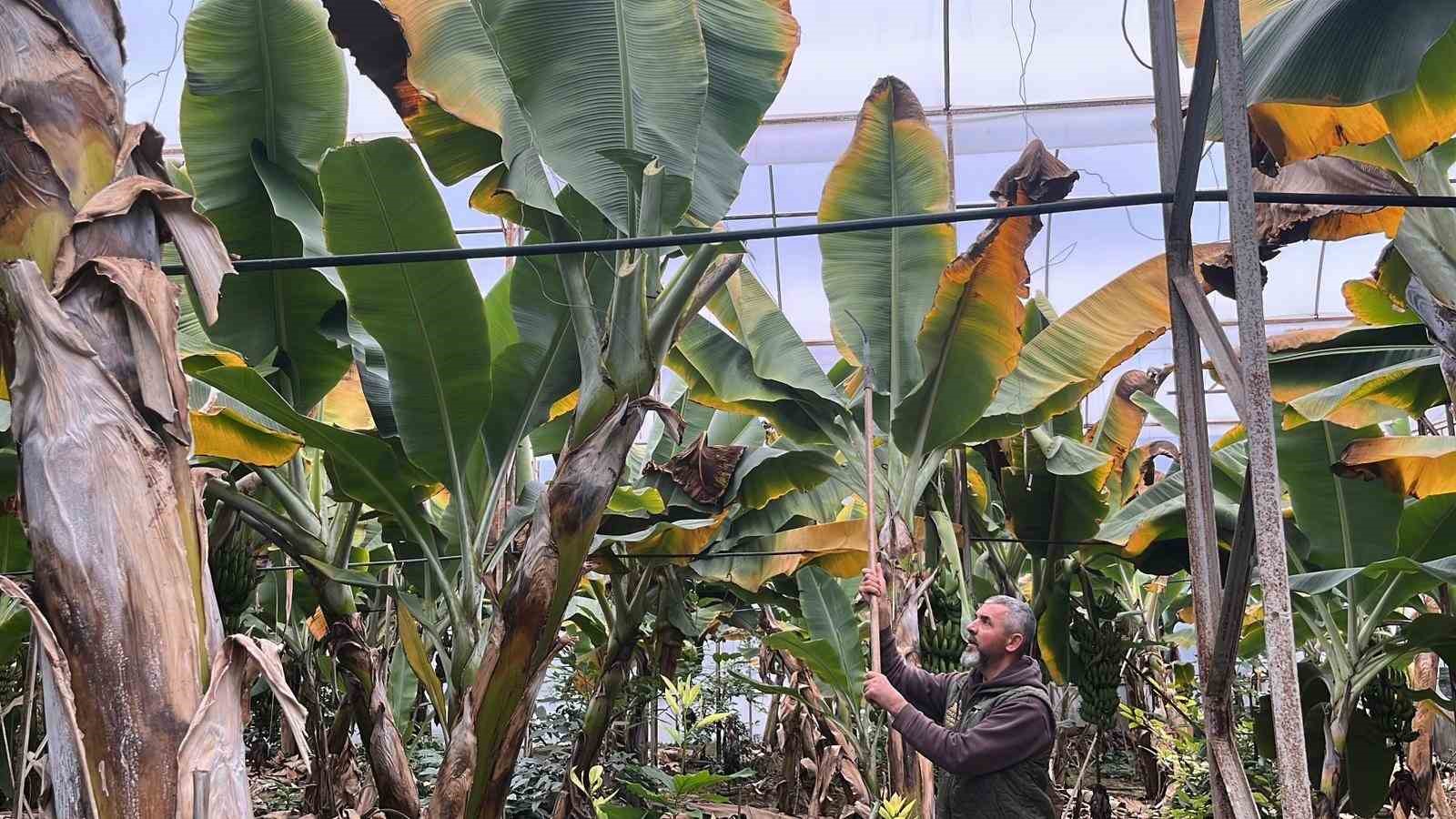 Alanya, Türkiye’nin muz ihtiyacının yüzde 40’ını karşılıyor
