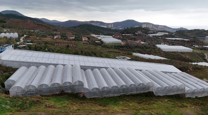 Alanya, Türkiye’nin muz ihtiyacının yüzde 40’ını karşılıyor

