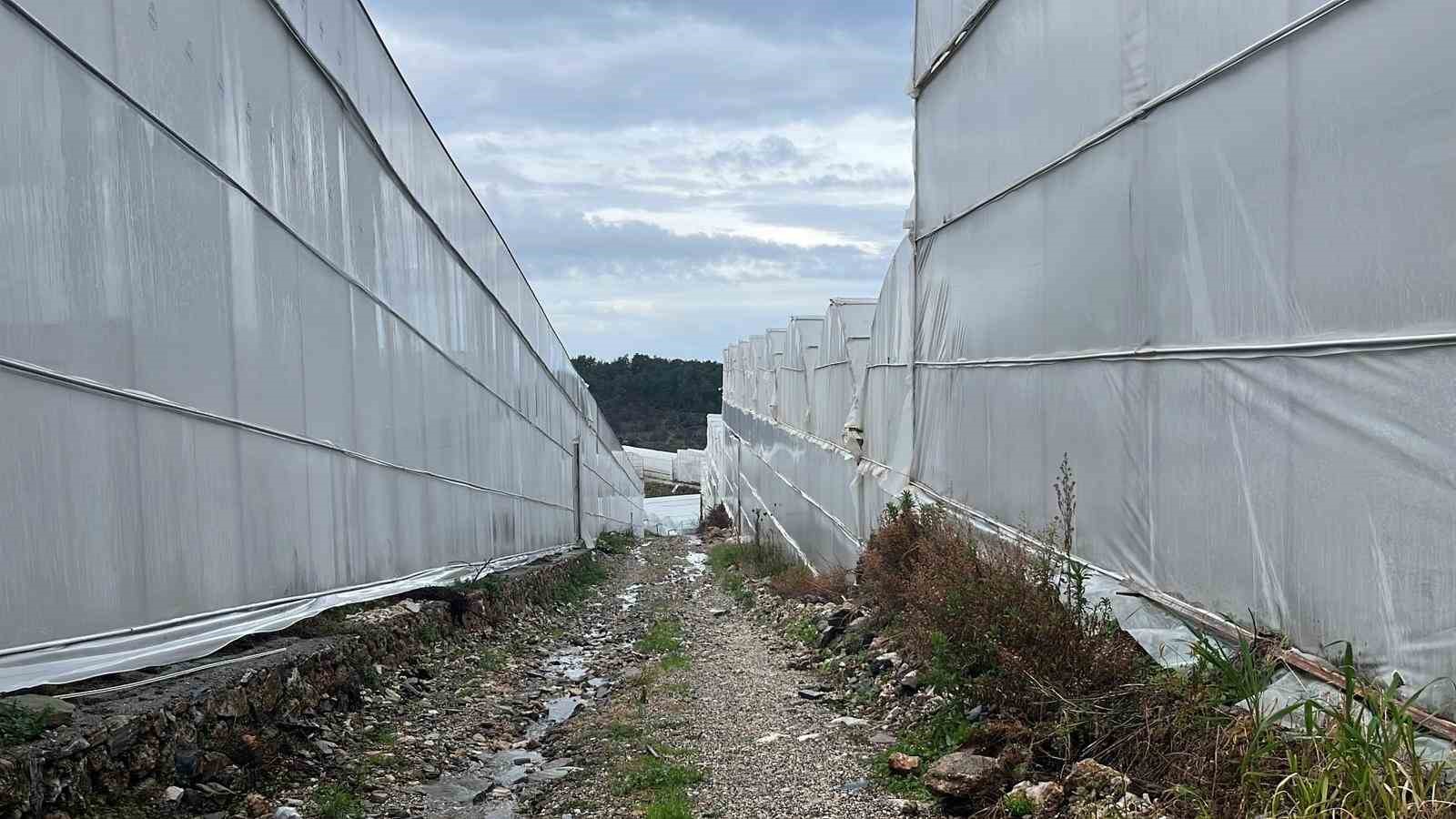 Alanya, Türkiye’nin muz ihtiyacının yüzde 40’ını karşılıyor
