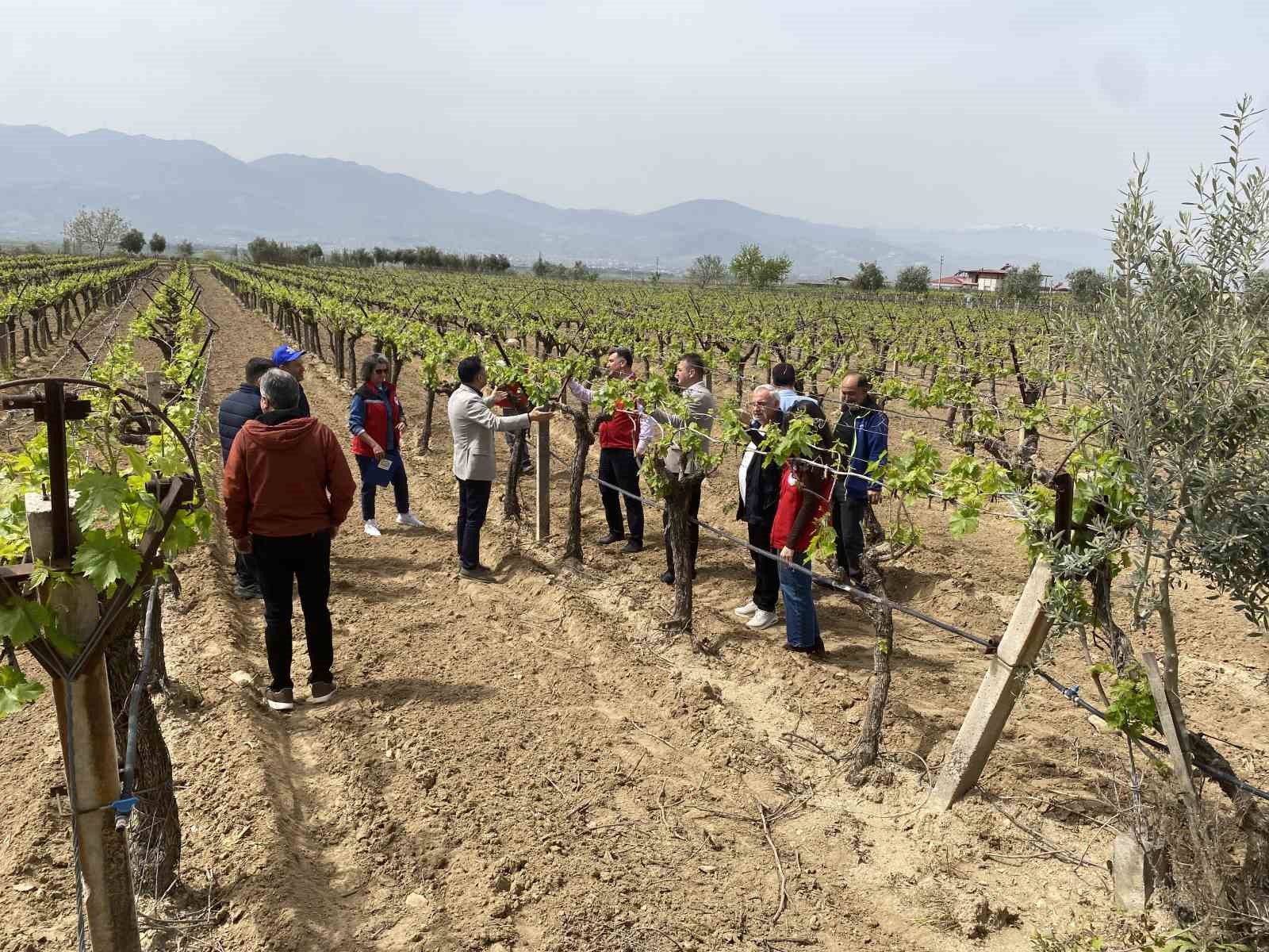Alaşehir’de "3K Bağcılık" ile kalıntısız üretim başladı
