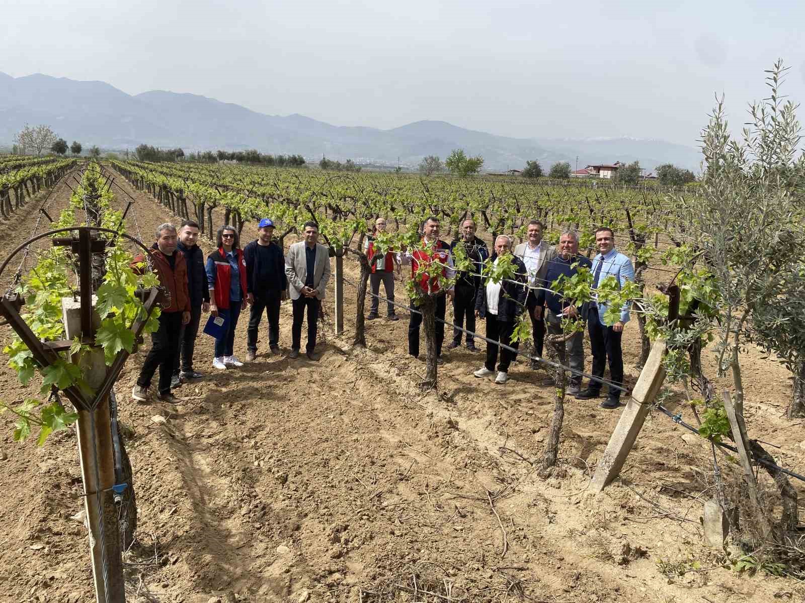 Alaşehir’de "3K Bağcılık" ile kalıntısız üretim başladı
