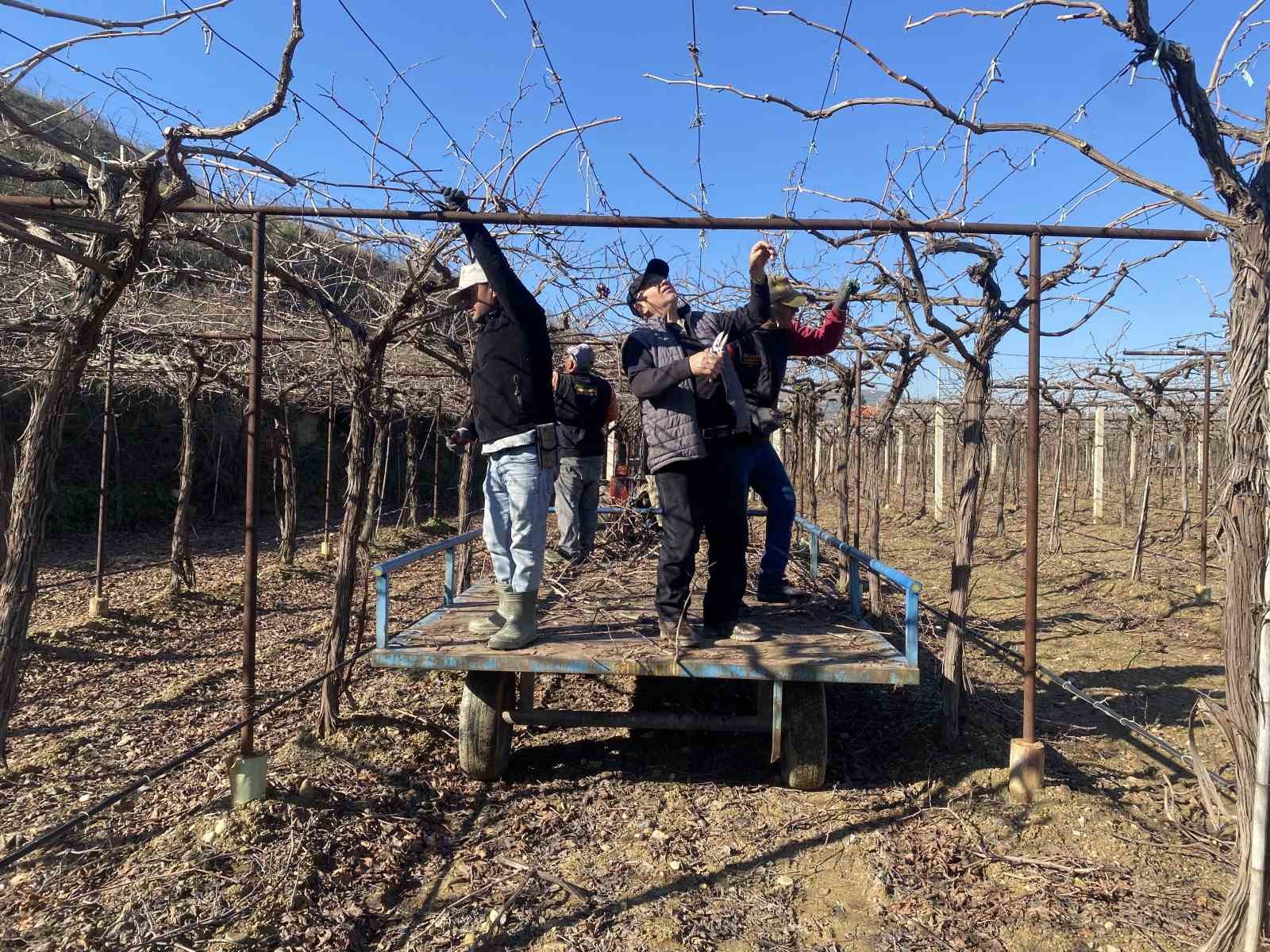 Alaşehir’de yağmur ve kar çiftçiye umut oldu
