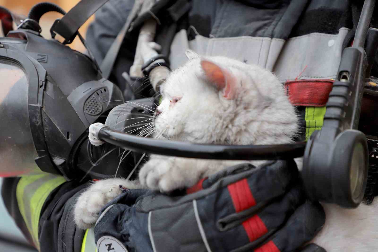Alevlerin arasından kurtarıldı: İtfaiye hamile kediyi sağ salim çıkardı
