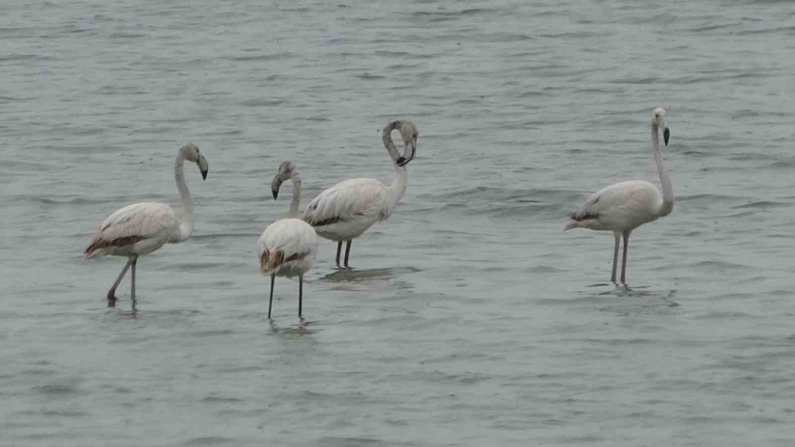 Allı turnalar bu yıl Van’a erken geldi
