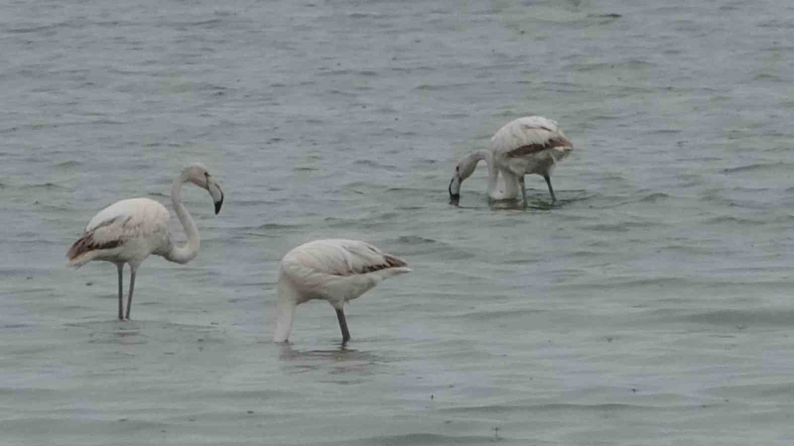 Allı turnalar bu yıl Van’a erken geldi
