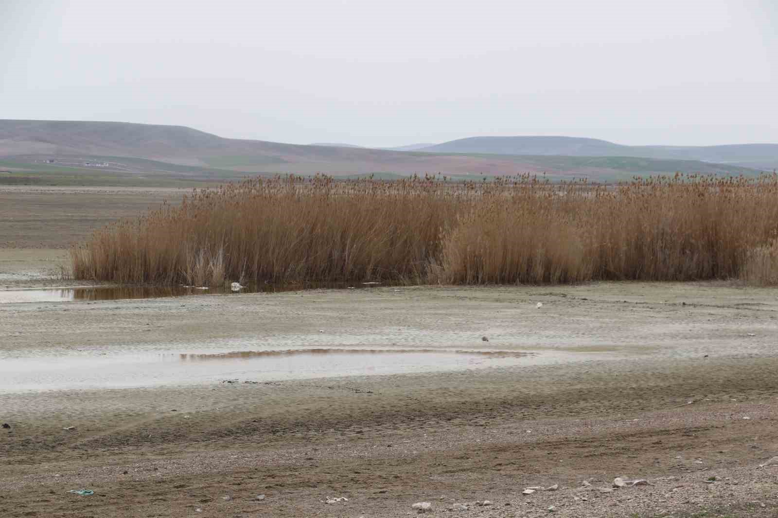 Allı turnaların yuvası yok oluyor
