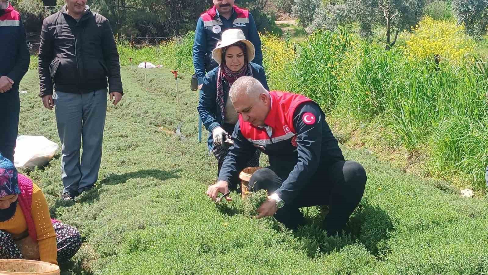 Altınözü’nde zahter hasadı başladı
