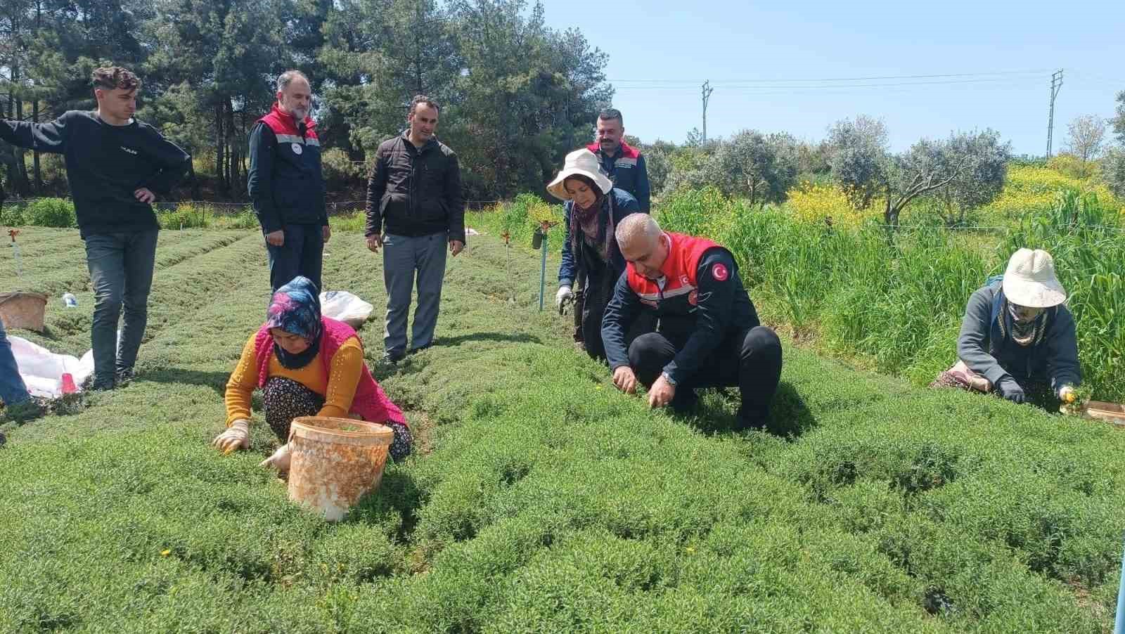 Altınözü’nde zahter hasadı başladı
