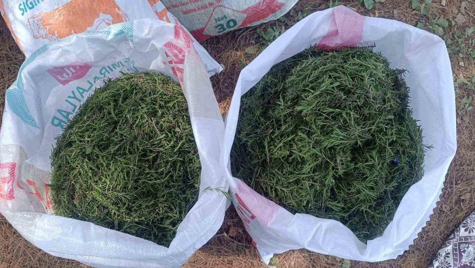 Altınözü’nde zahter hasadı başladı
