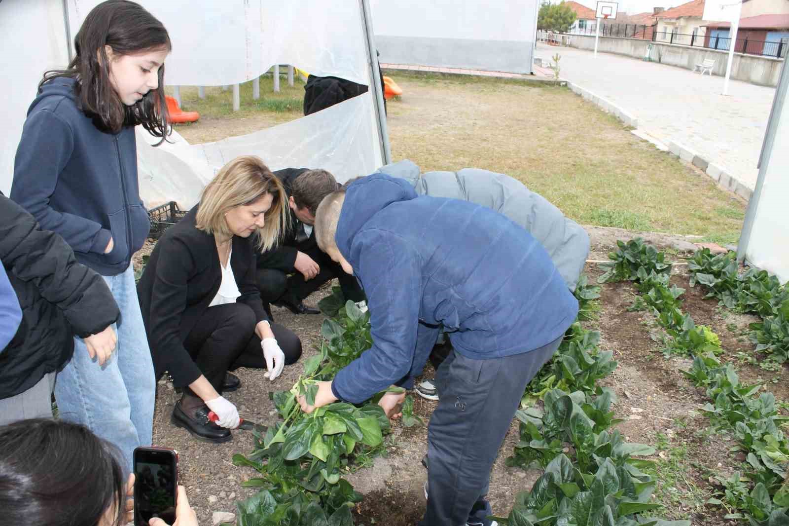 Altıntaş Zafer İlkokulu Tarım Atölyesinin ilk hasadı ıspanak oldu
