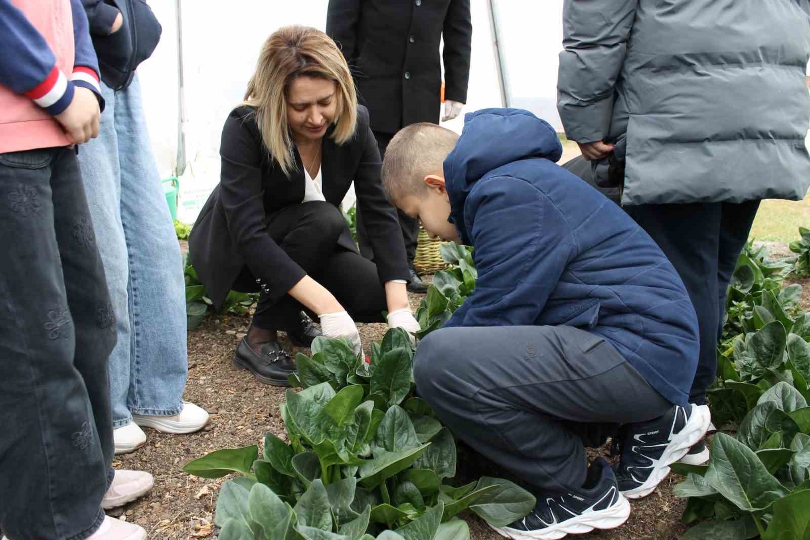 Altıntaş Zafer İlkokulu Tarım Atölyesinin ilk hasadı ıspanak oldu
